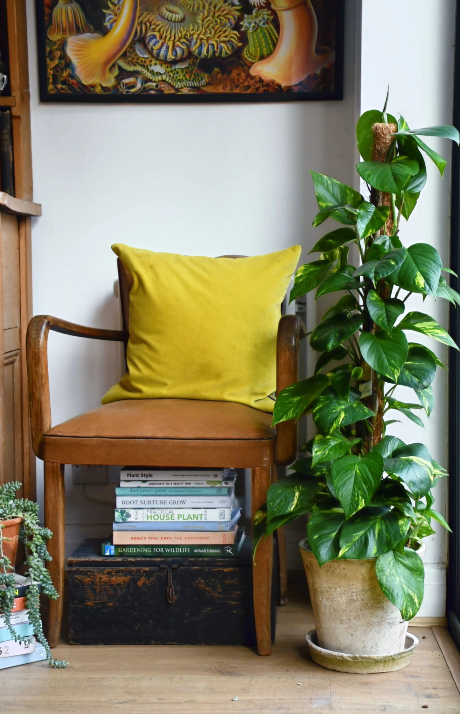 Golden Pothos On Moss Pole | Devils Ivy | Epipremnum Aureum