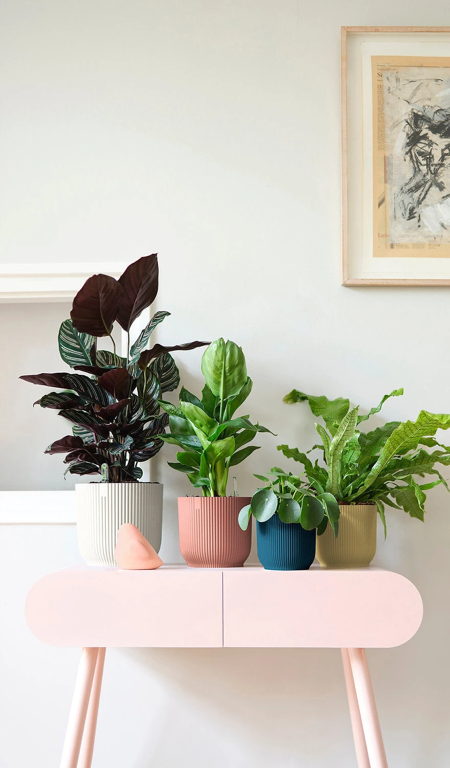 Oxalis Triangularis 'Purple Shamrock’ & Vibes Pot - Image 14