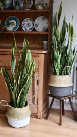 Sansevieria Laurentii | Snake Plant | Mother In Laws Tongue