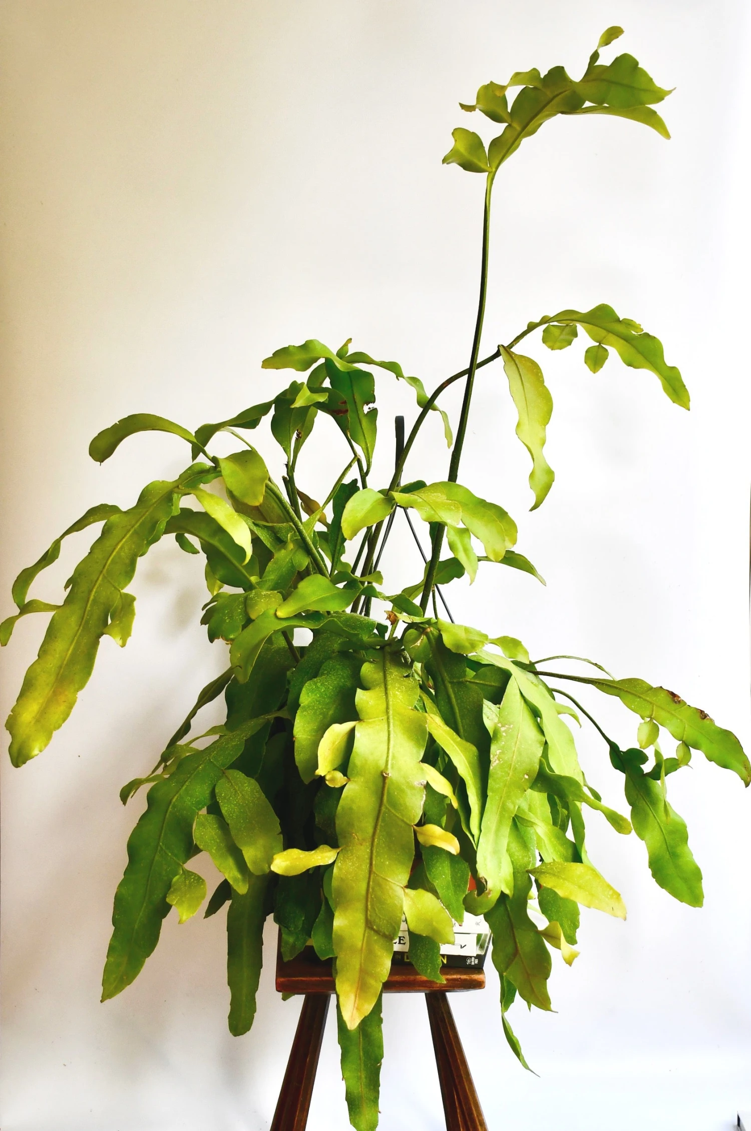 Epiphyllum 'Beavertail' - Image 2