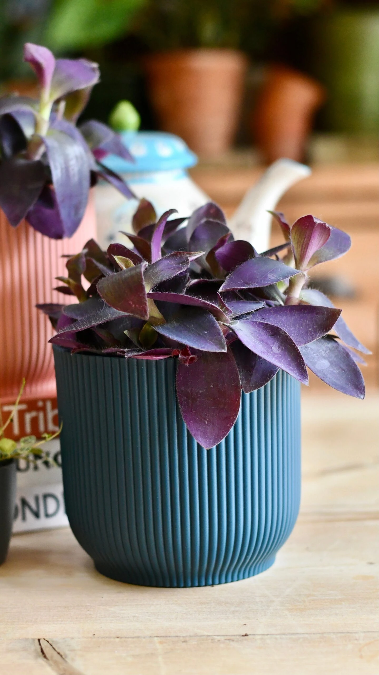 Tradescantia Pallida 'Purpurea' (Purple Heart) & Vibes Pot - Image 5