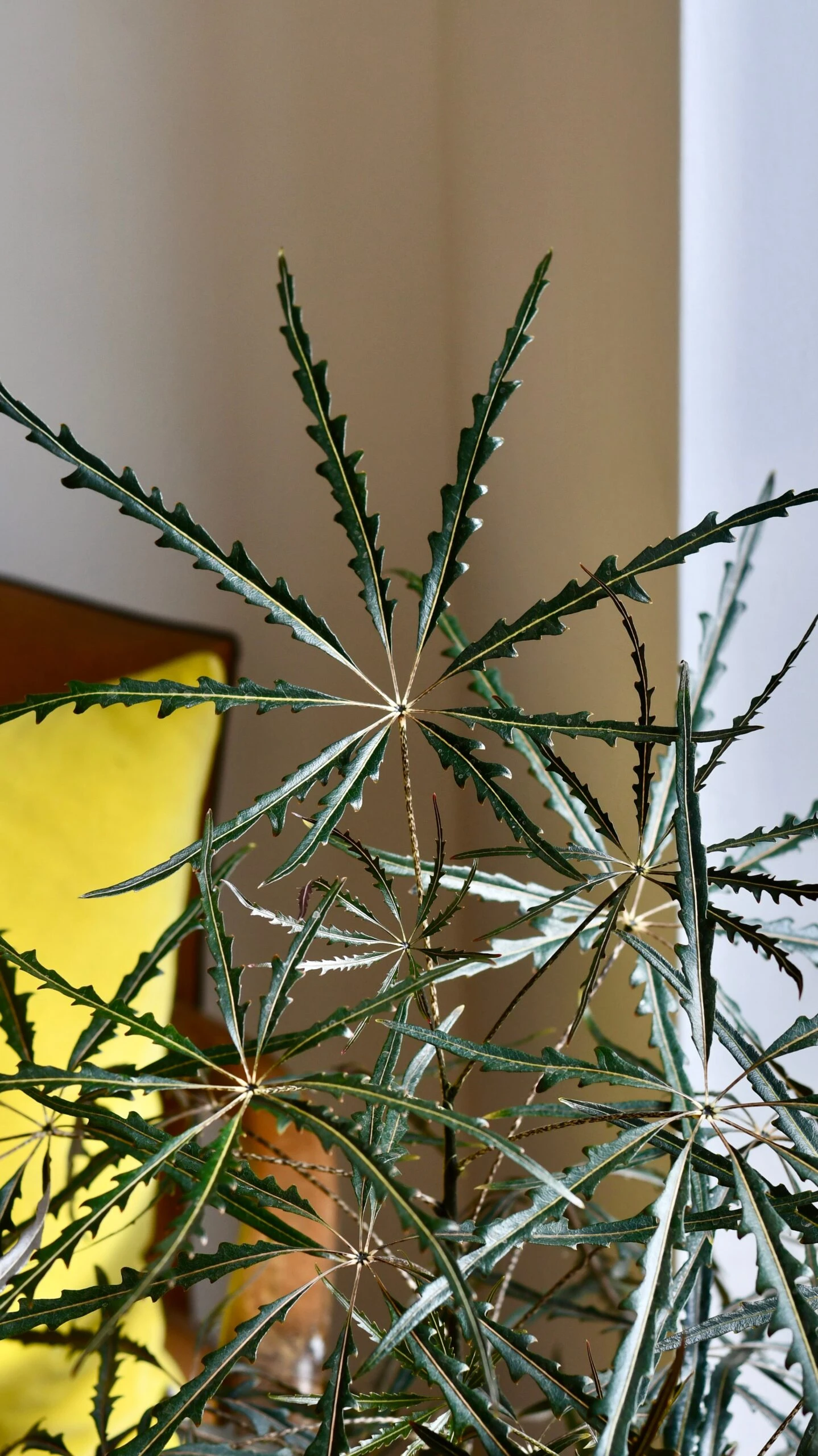 Plerandra Elegantissima Or False Aralia - Image 4