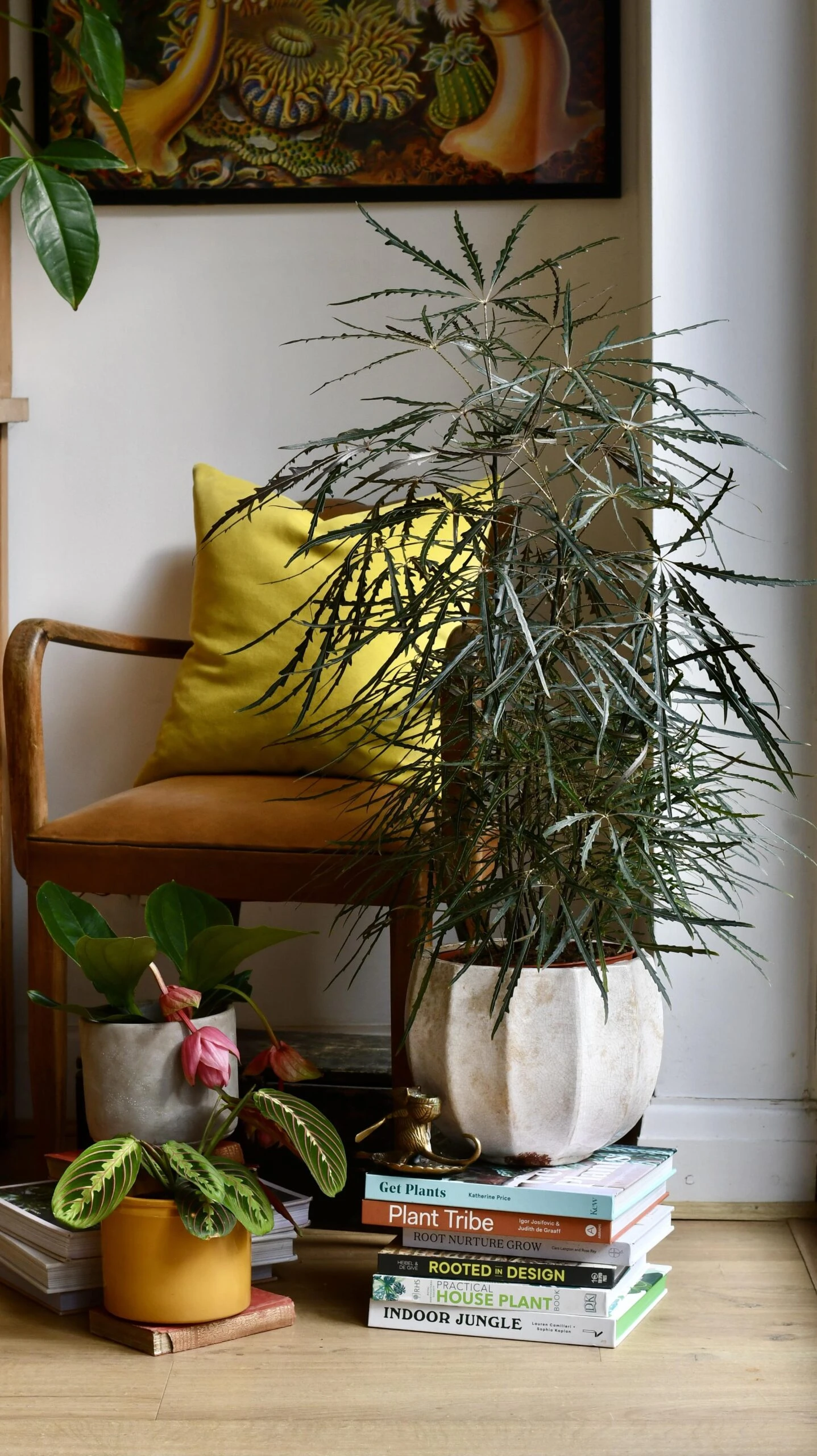 Plerandra Elegantissima Or False Aralia - Image 6