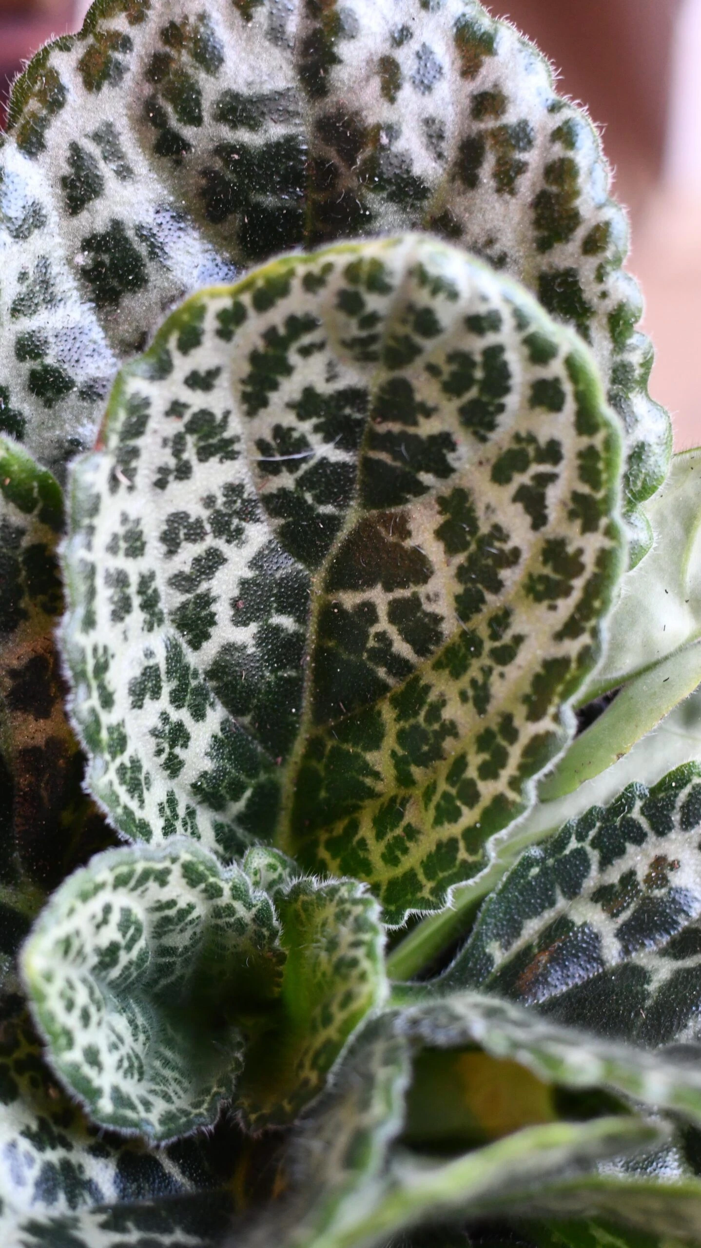 Streptocarpus Pretty Turtle - Image 6