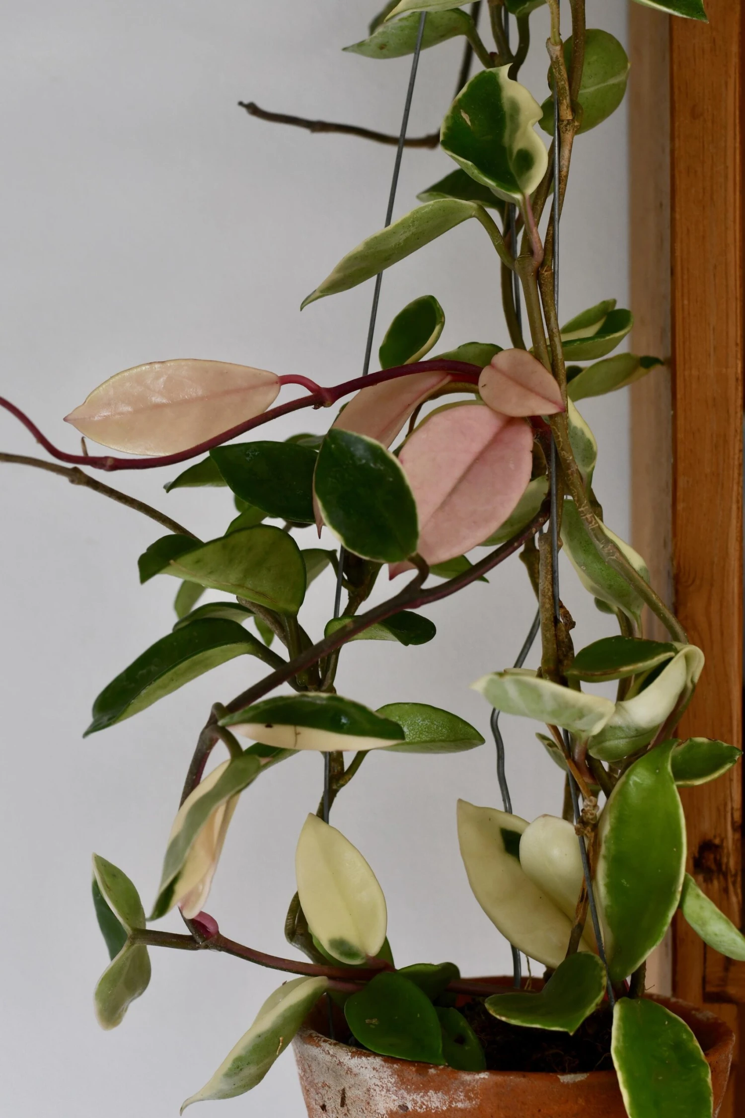 Hoya Carnosa Tricolour - Image 2