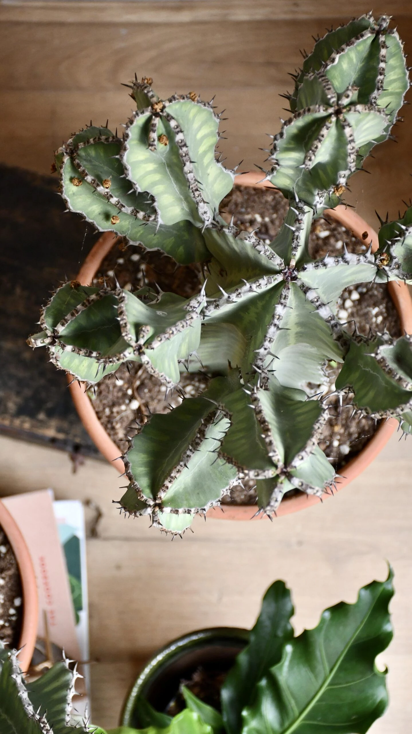 Euphorbia Cooperi - Image 8