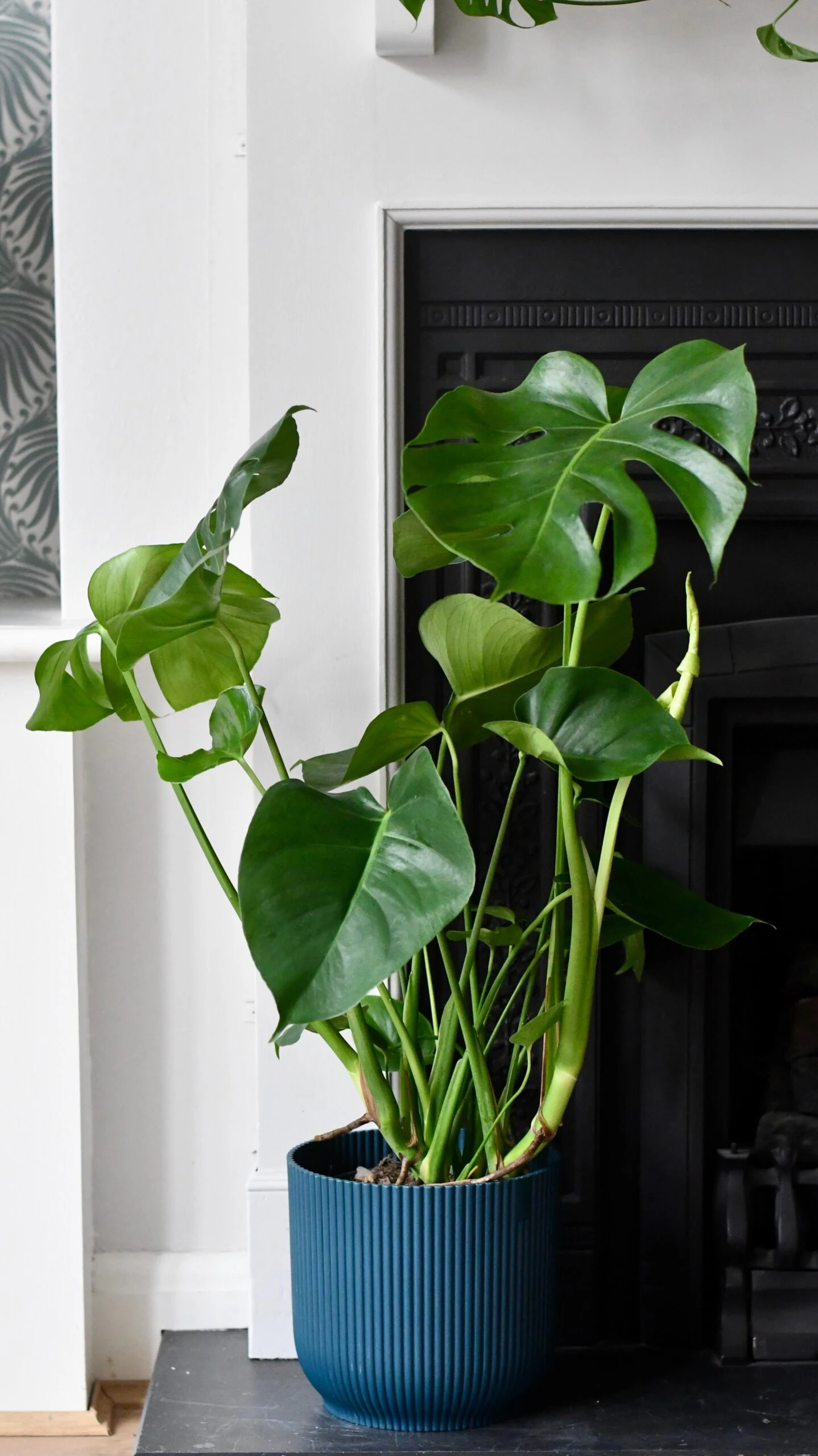 Large Monstera Deliciosa - Swiss Cheese Plant & Vibes Pot - Image 4