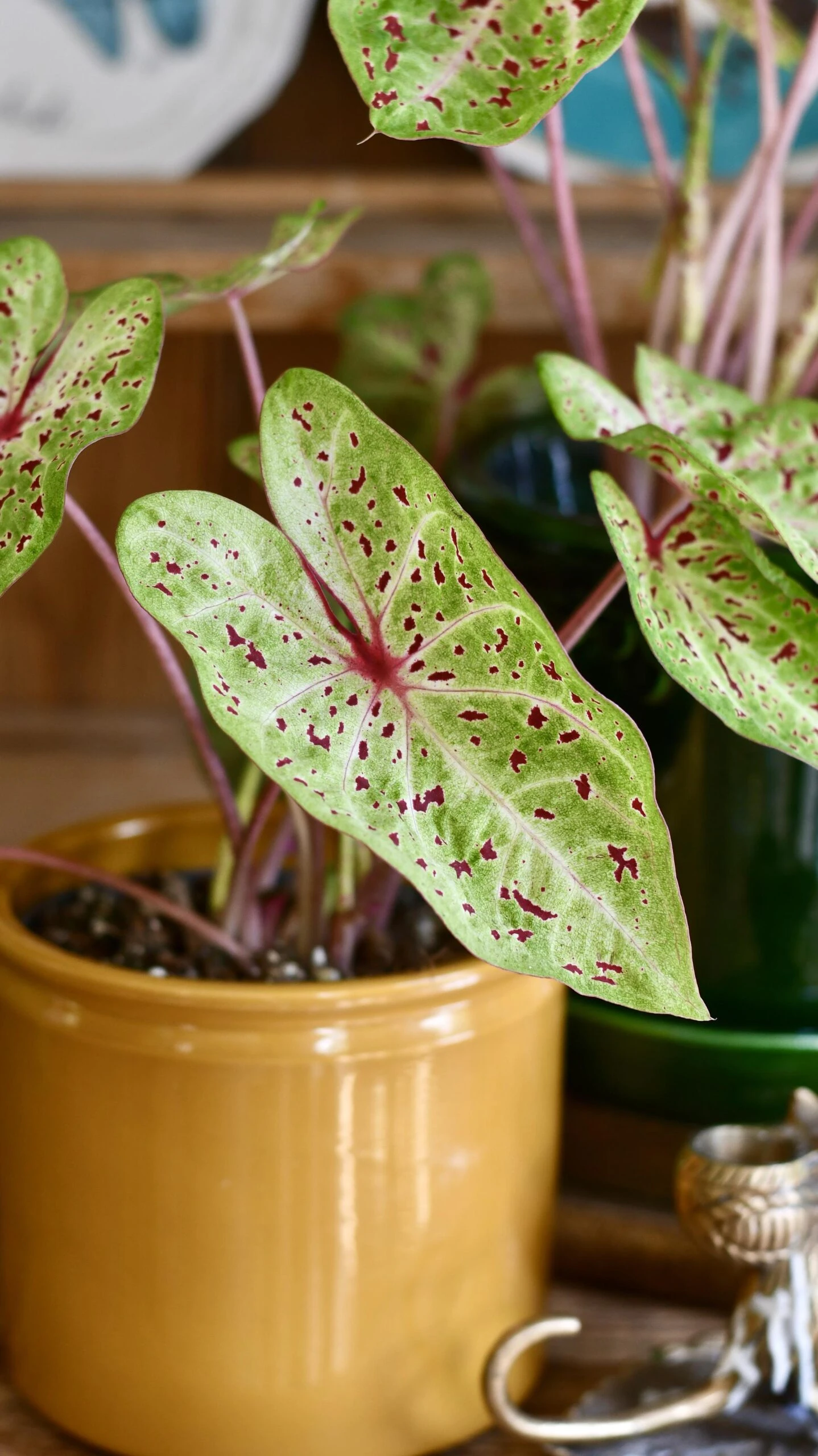 Caladium Miss Muffet - Image 3