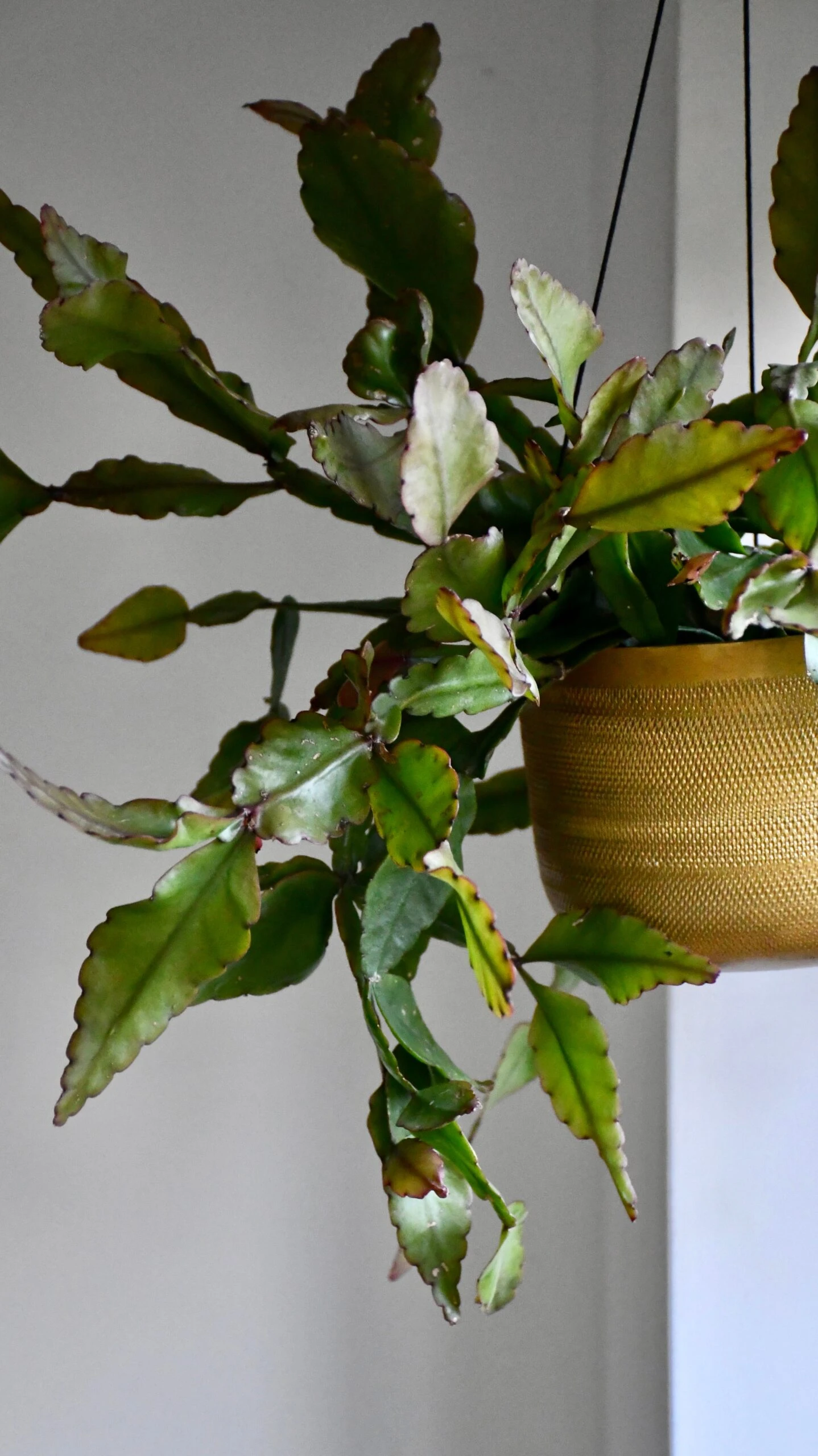 Rhipsalis Elliptica *rare* - Image 2