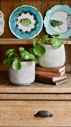 Pilea Mojito - Variegated Pilea Peperomioides *very Rare*