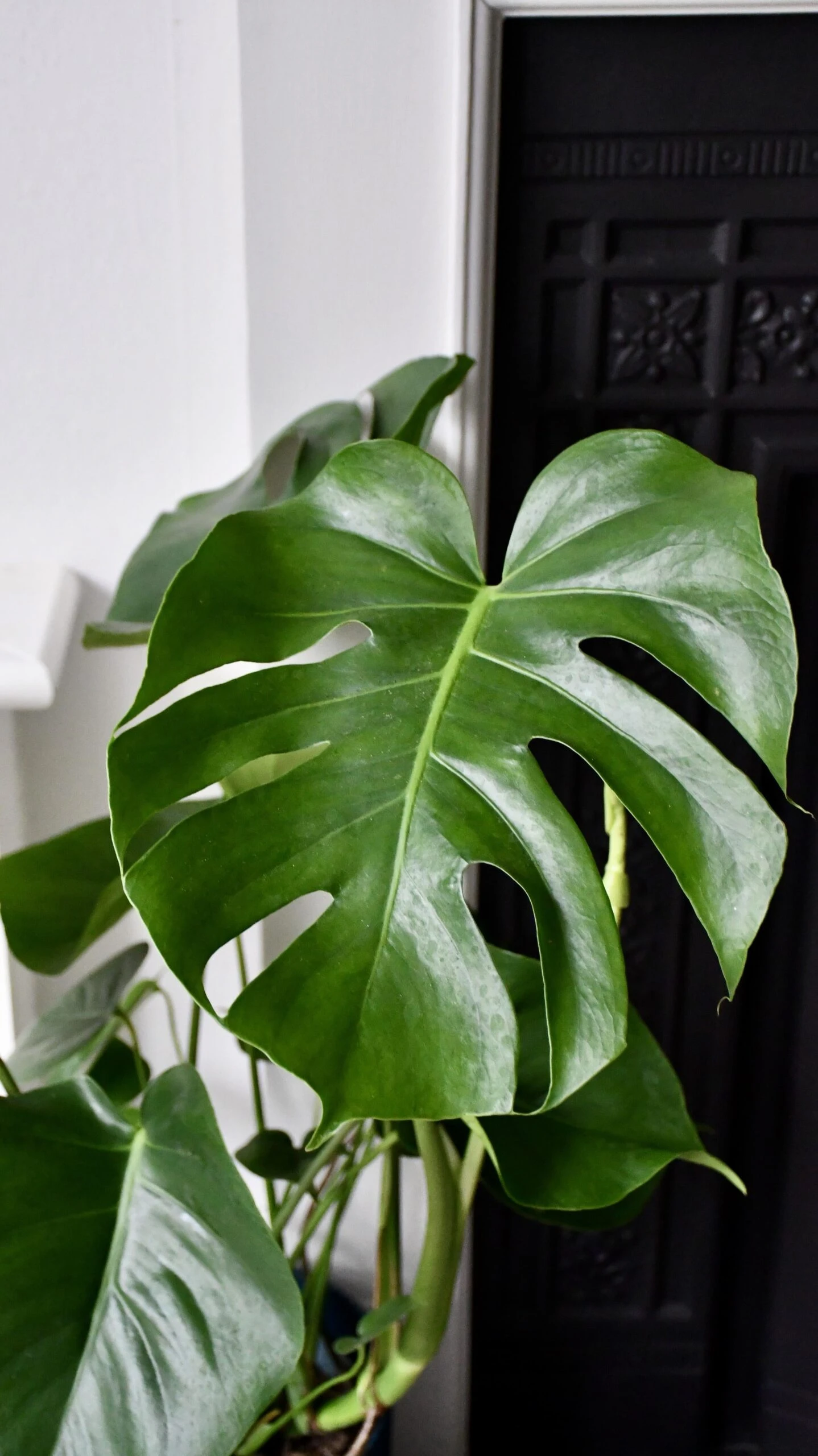 Large Monstera Deliciosa - Swiss Cheese Plant & Vibes Pot - Image 5