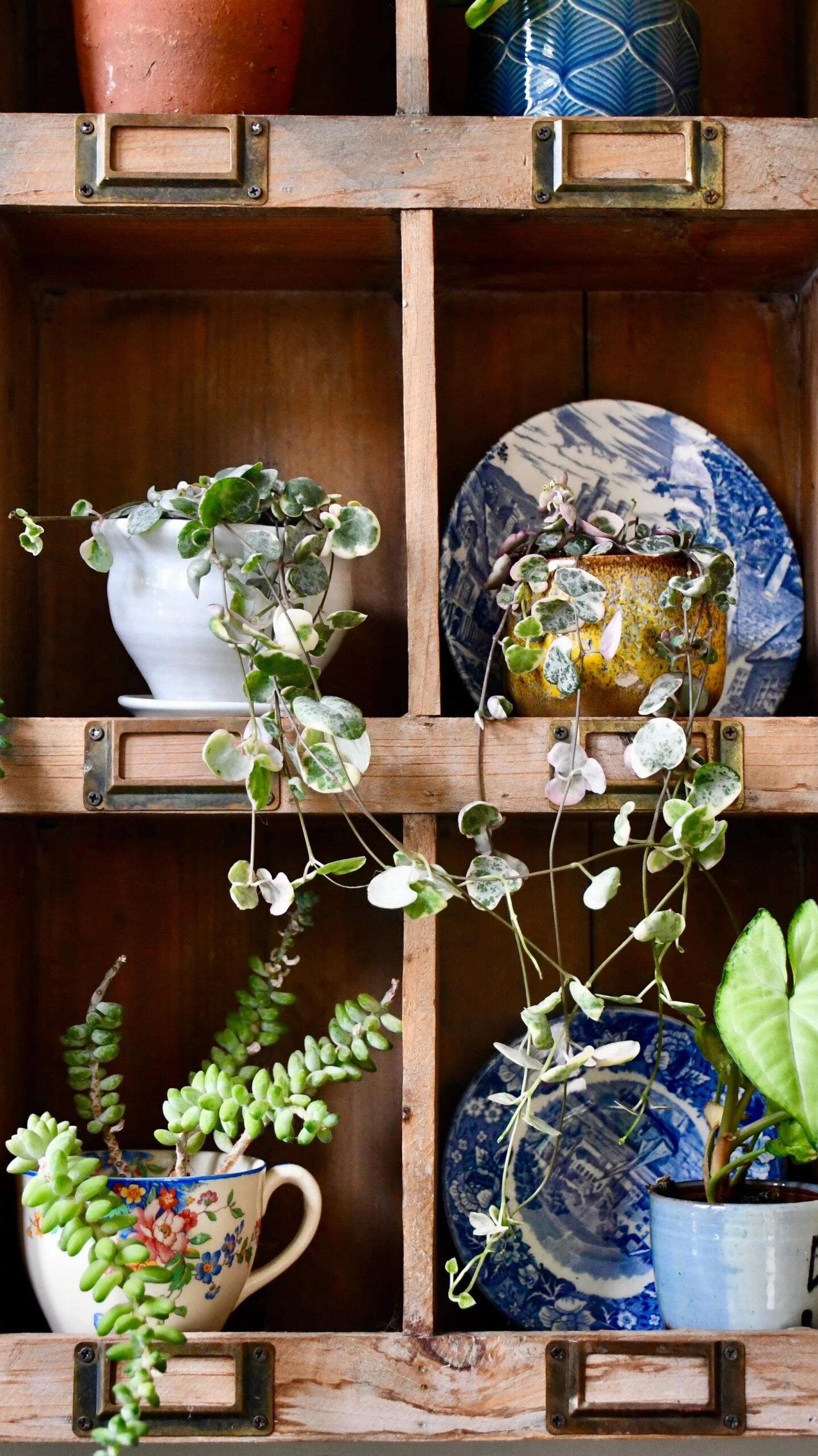 Variegated String Of Hearts | Ceropegia Woodii | Ceropegia Linearis Subsp. Woodii - Image 6