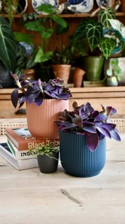 Tradescantia Pallida 'Purpurea' (Purple Heart) & Vibes Pot