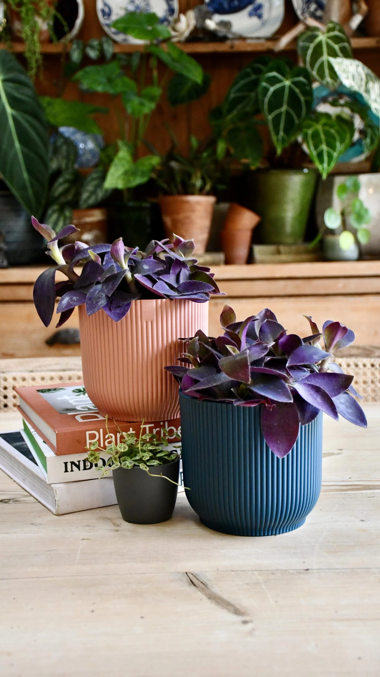 Tradescantia Pallida 'Purpurea' (Purple Heart) & Vibes Pot