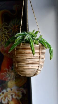 Selenicereus Validus