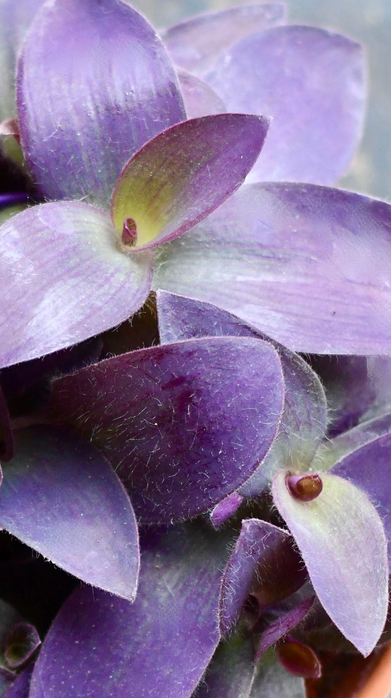 Tradescantia Pallida 'Purpurea' (Purple Heart) & Vibes Pot - Image 2