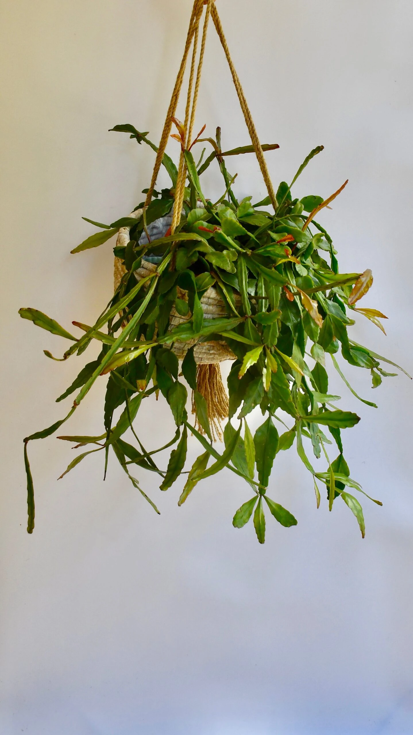Large Rhipsalis Elliptica - Image 2