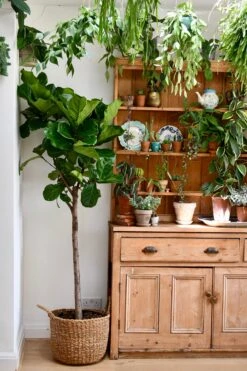 Extra Large Fiddle Leaf Fig Tree (Ficus Lyrata Tree, Lollipop Shaped Tree)