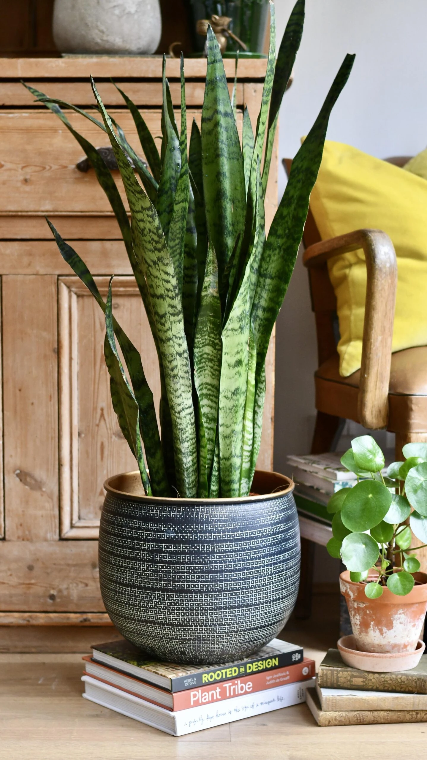 Sansevieria Trifasciata Zeylanica - Image 3