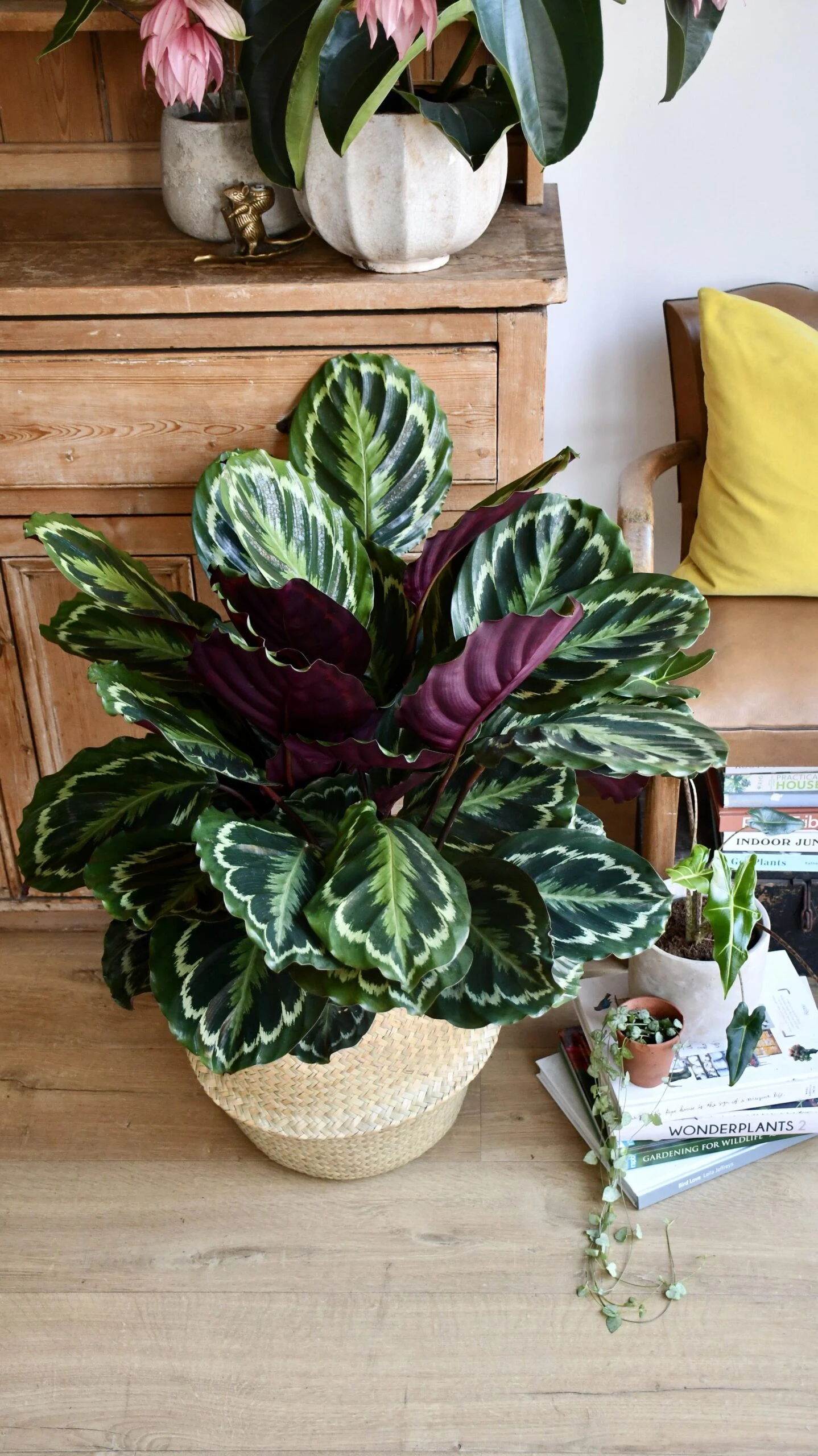 XL Calathea Roseopicta 'Medallion' - Image 2