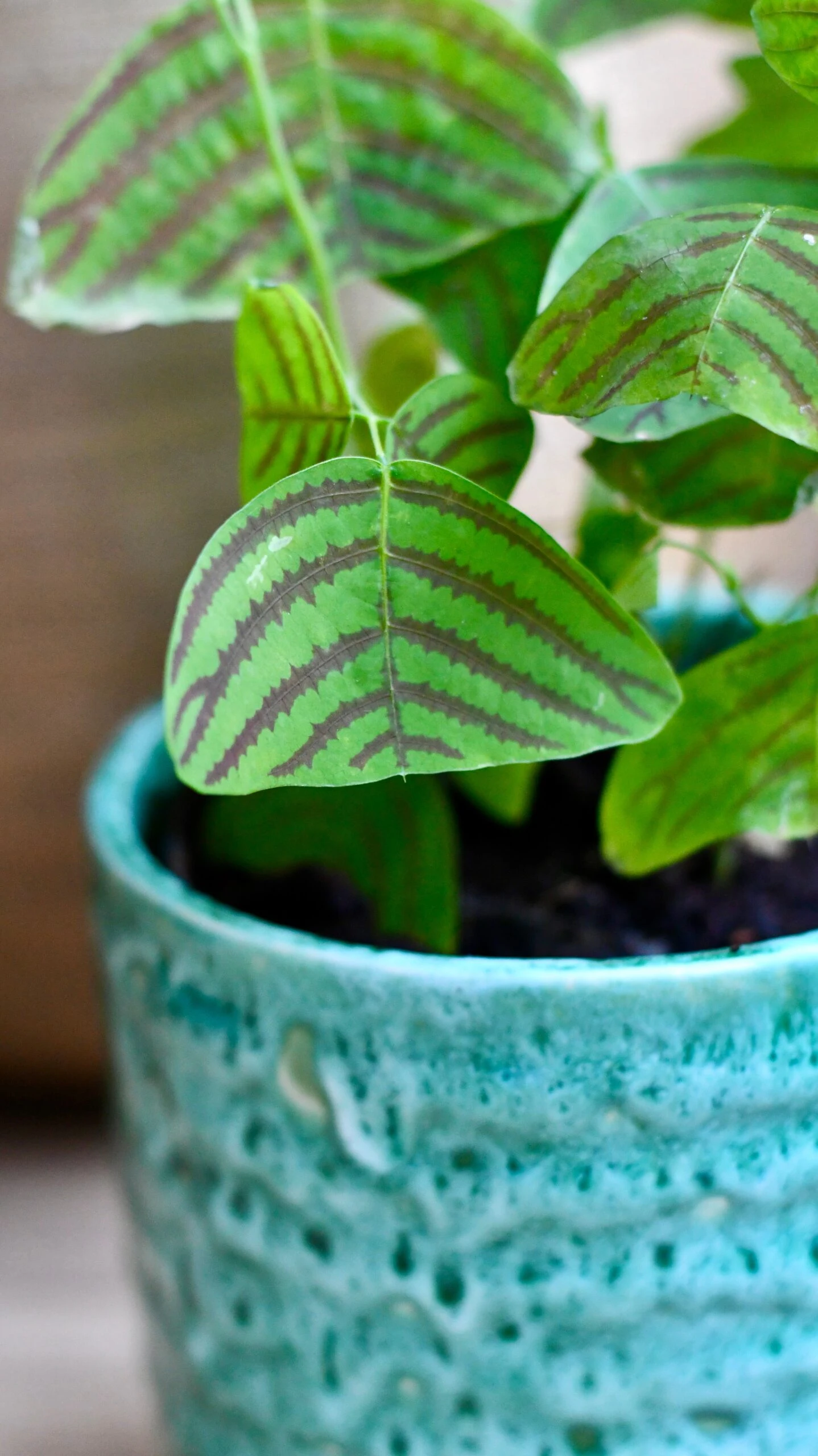 Swallow Tail, Butterfly Plant (Christia Obcordata) - Image 3