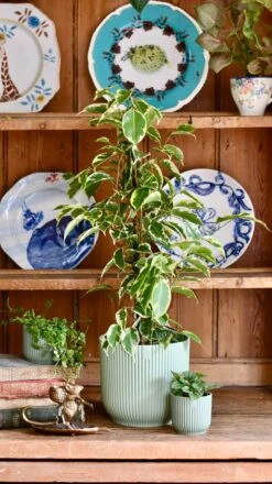 Ficus Golden King | Ficus Benjamina | Ficus Benjamina Golden King
