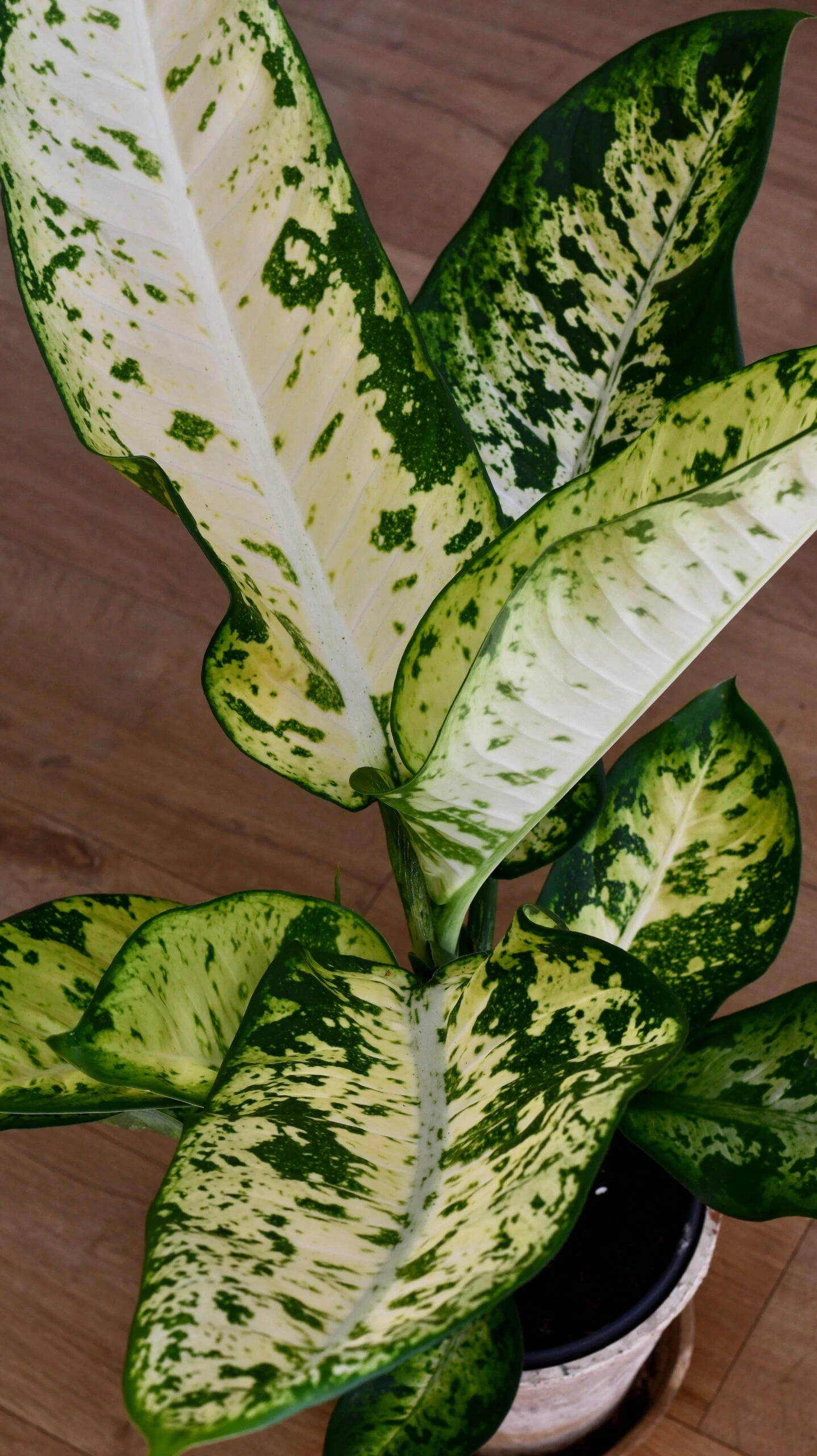 Dieffenbachia Seguine 'Banana' - Image 9