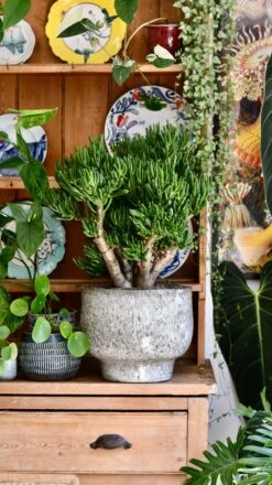 Crassula Ovata 'Hobbit' (Hobbit Jade Plant)