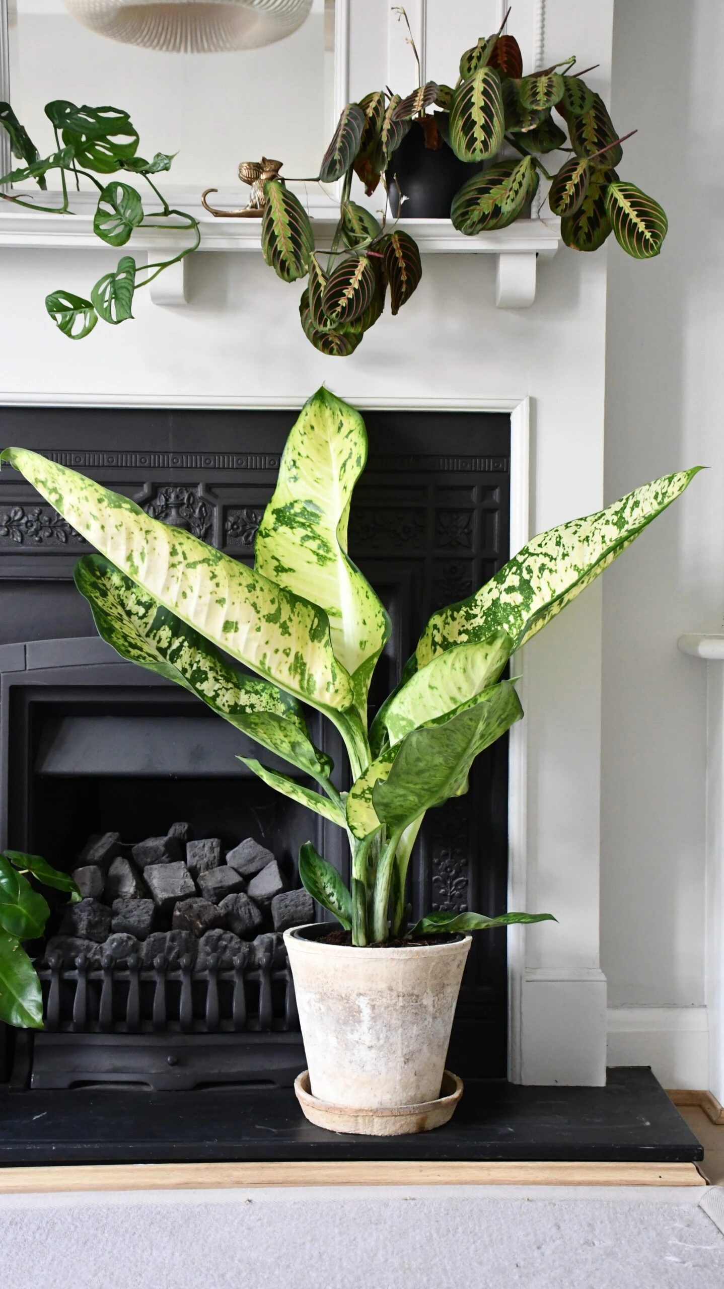Dieffenbachia Seguine 'Banana'