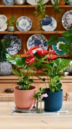 Red Anthurium Andraeanum | Flamingo Flower