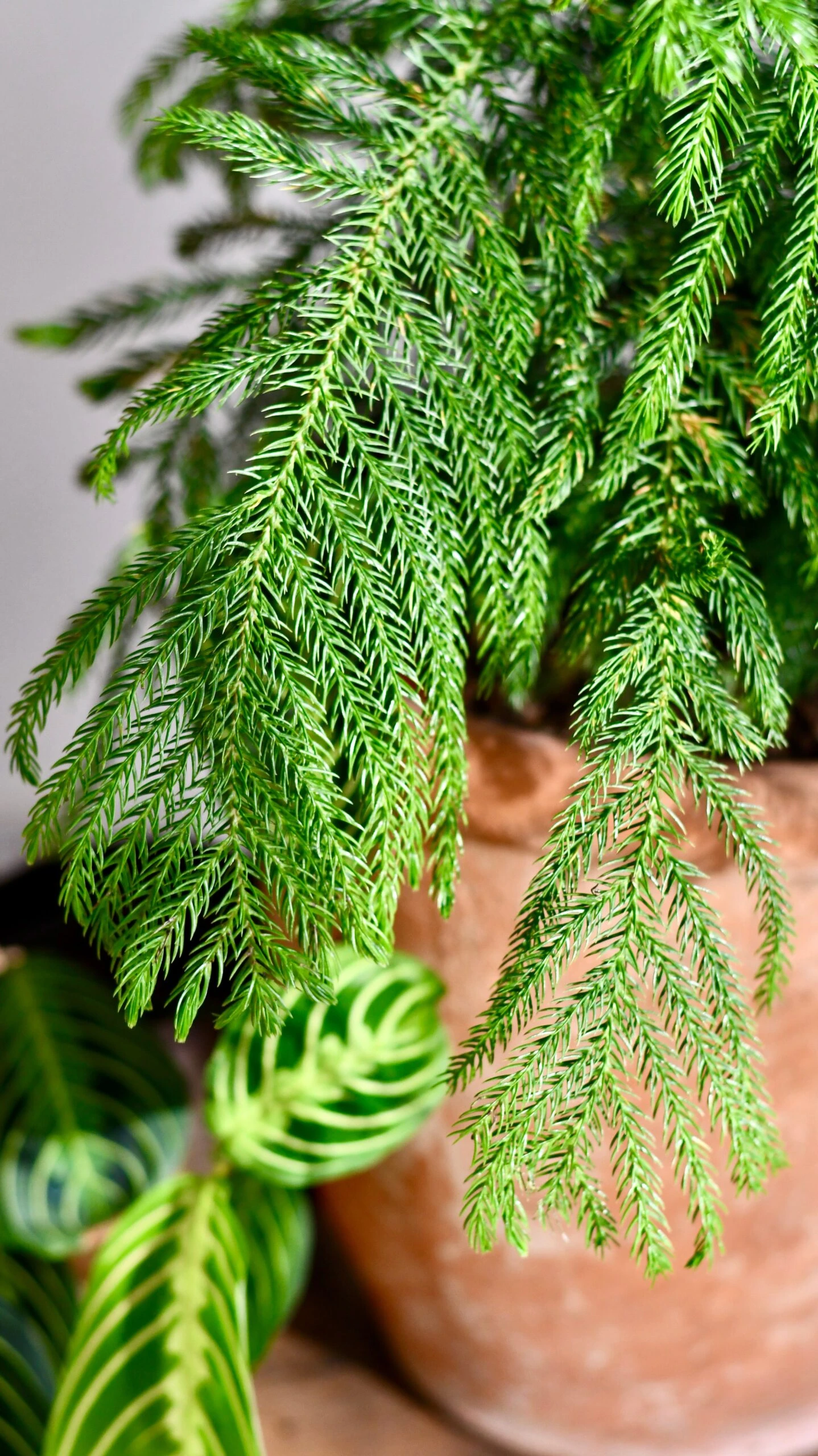 Large Araucaria Heterophylla (Norfolk Island Pine) - Image 2