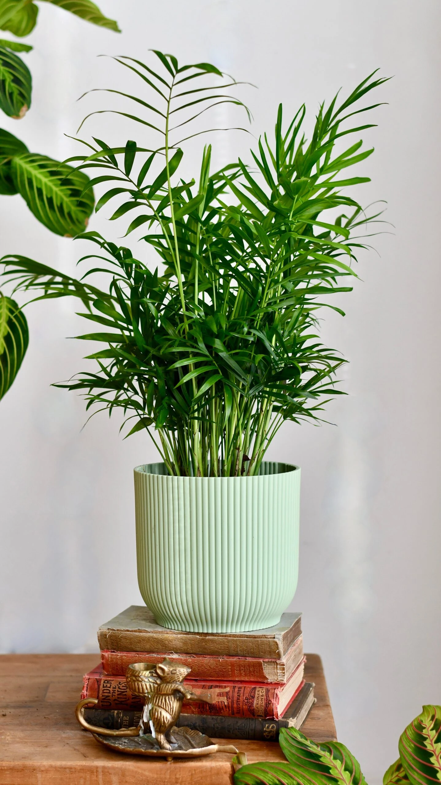 Chamaedorea Elegans (Parlour Palm) - Image 3