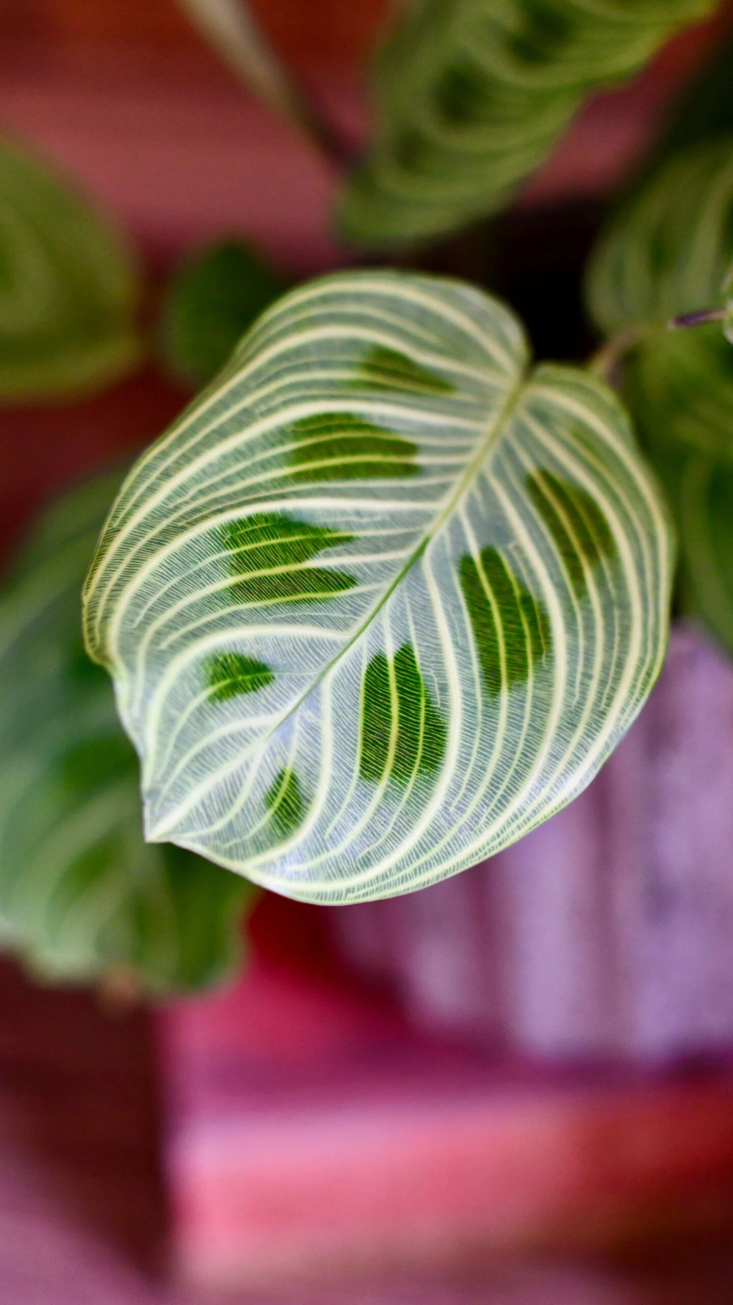 Maranta Fantasy | Light Veins| Rare Plant | Happy Houseplants - Image 5