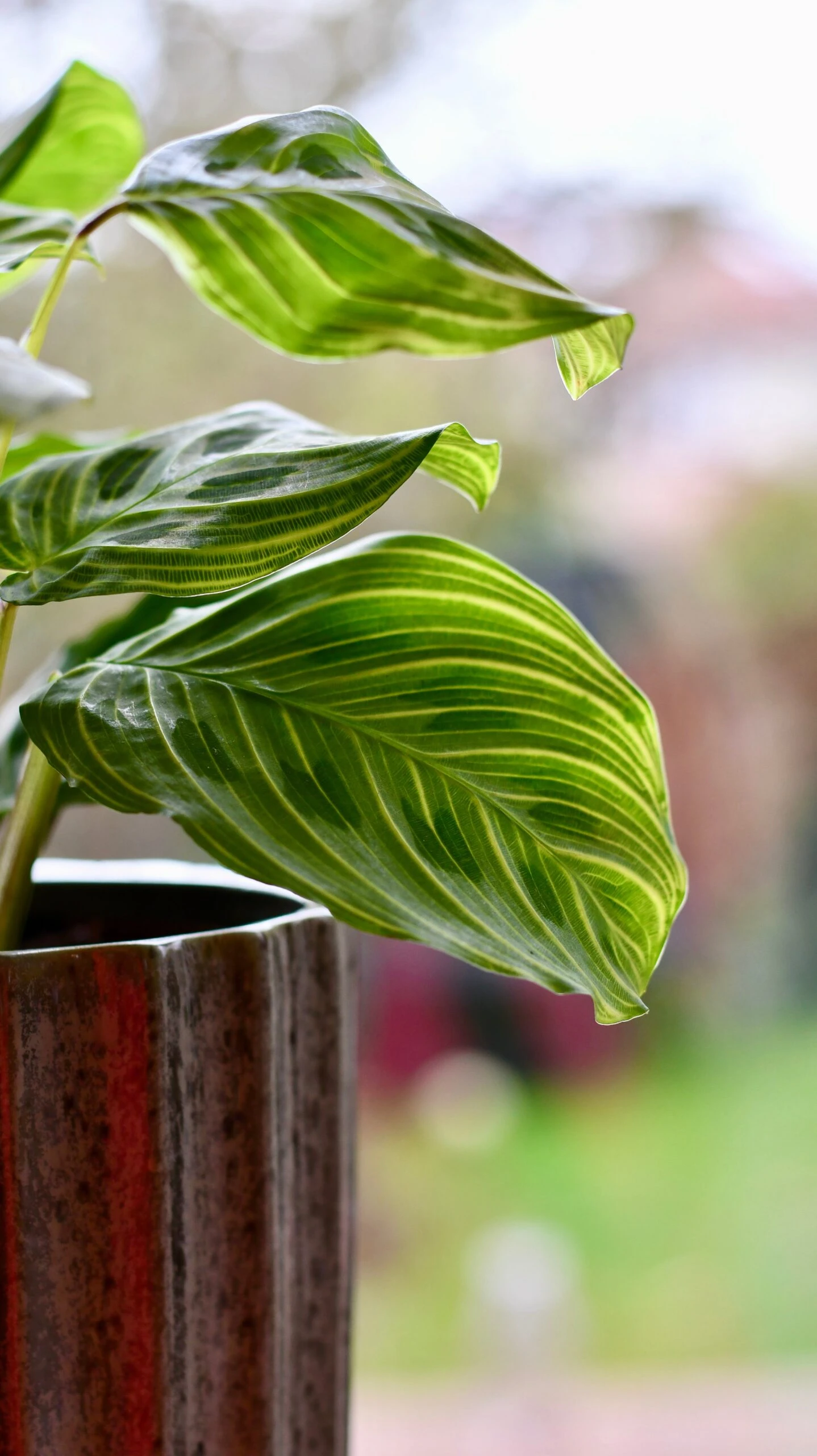 Maranta Fantasy | Light Veins| Rare Plant | Happy Houseplants - Image 3