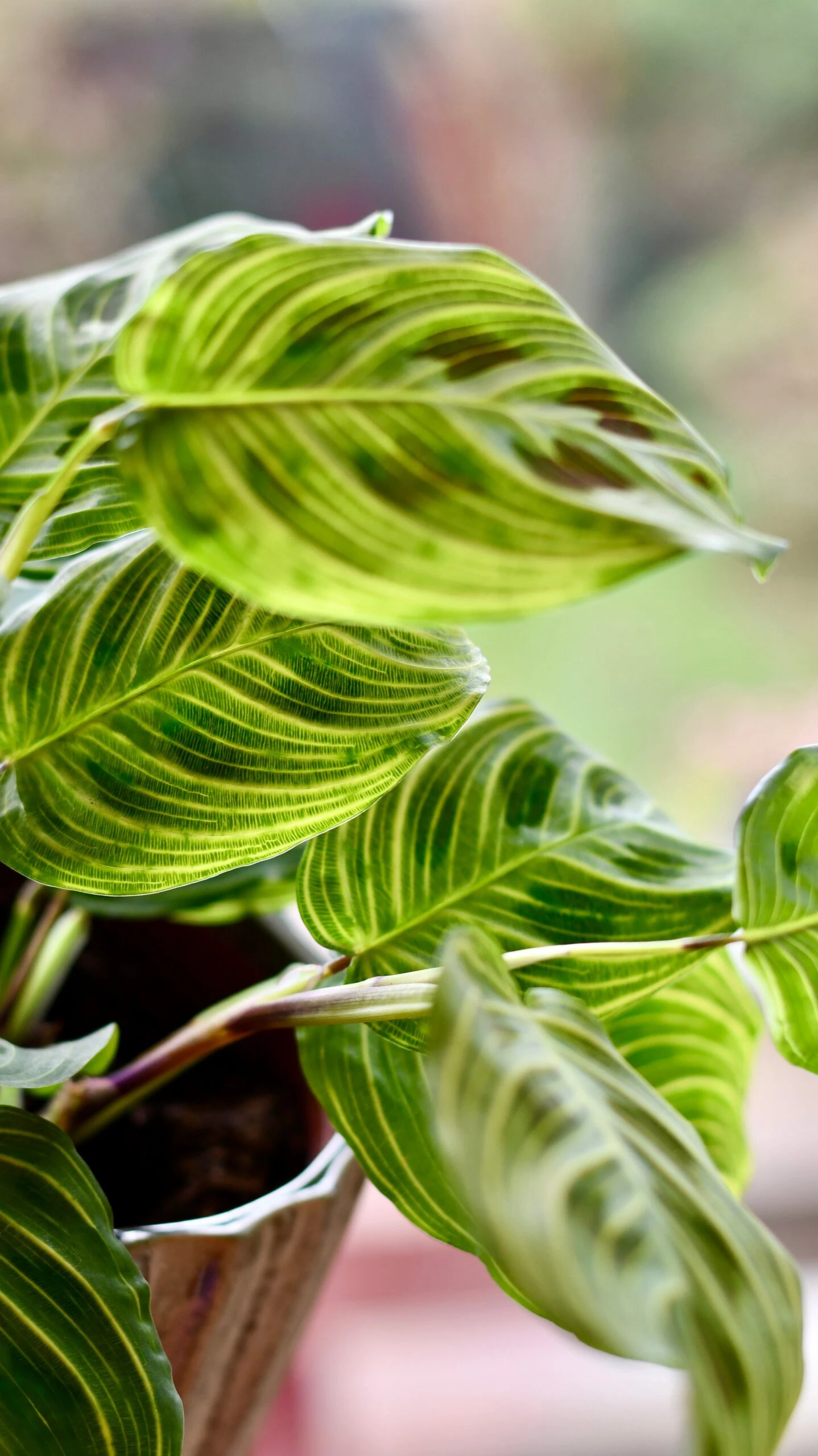 Maranta Fantasy | Light Veins| Rare Plant | Happy Houseplants - Image 2