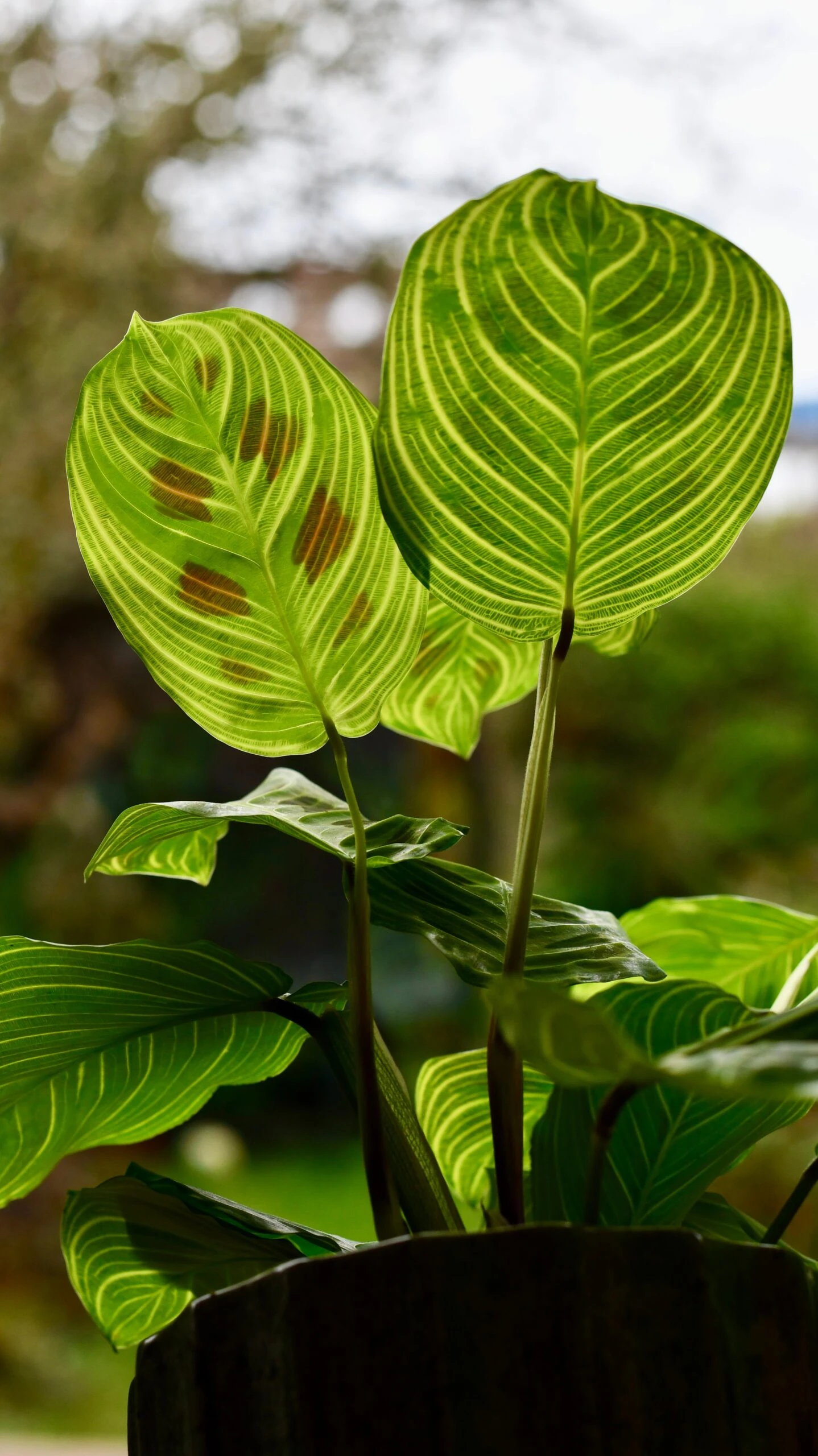 Maranta Fantasy | Light Veins| Rare Plant | Happy Houseplants - Image 4