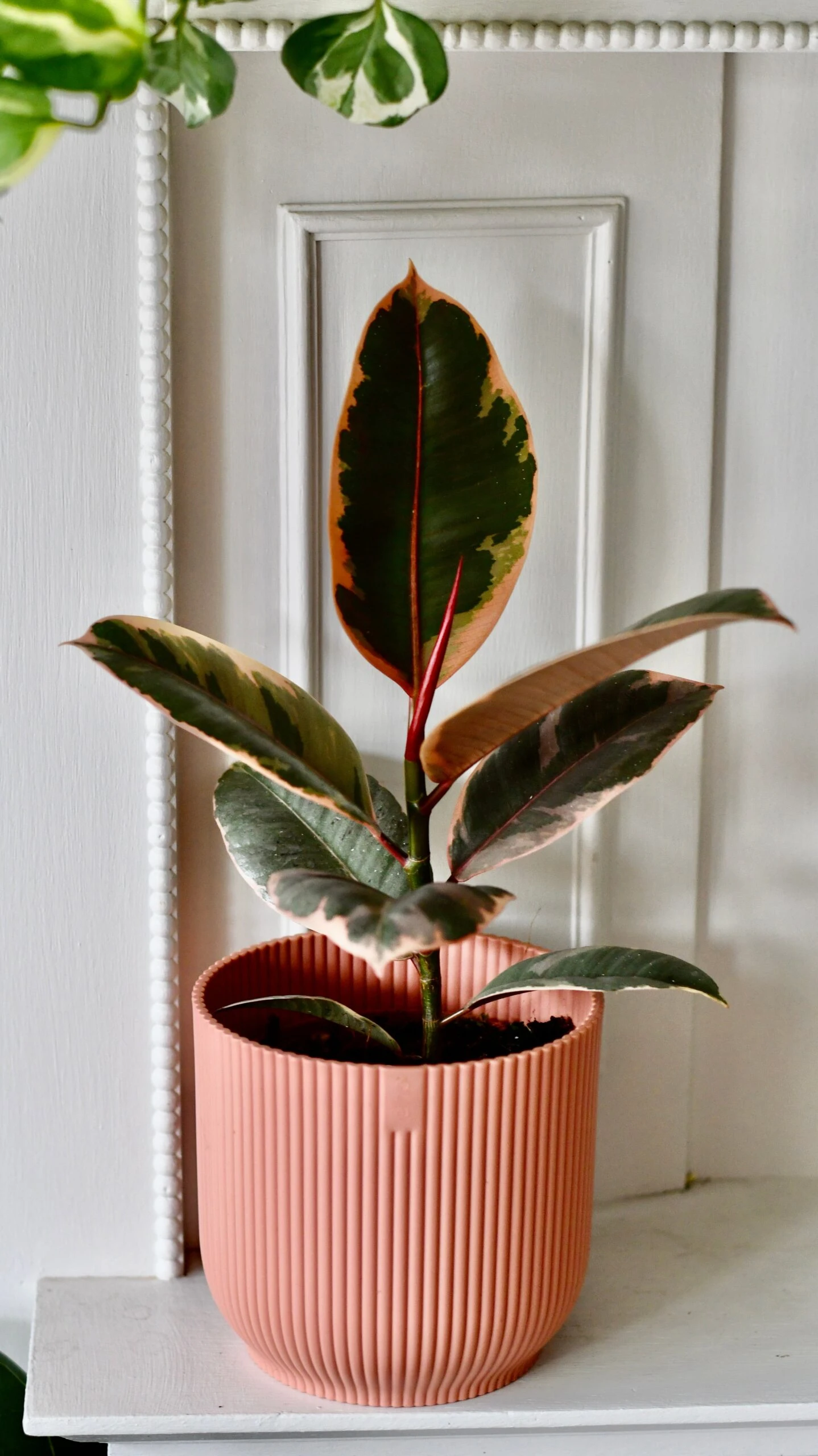 Ficus Elastica 'Belize' & Pot - Image 2