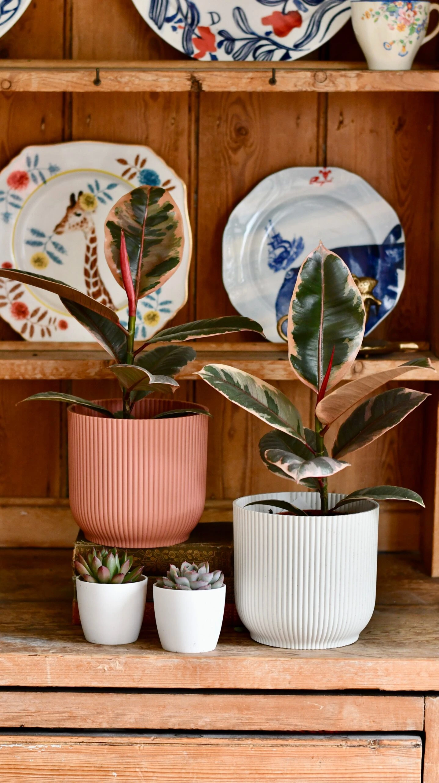 Ficus Elastica 'Belize' & Pot - Image 3