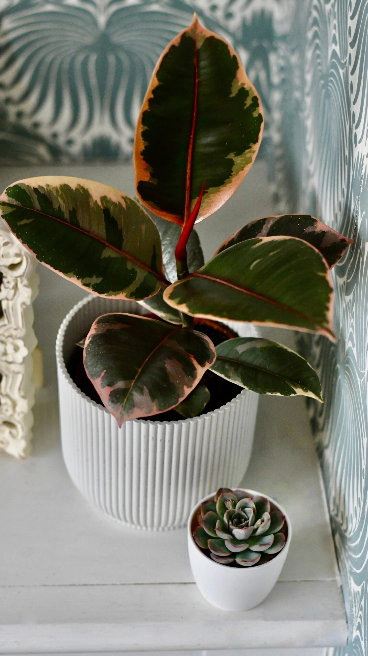 Ficus Elastica 'Belize' & Pot - Image 8