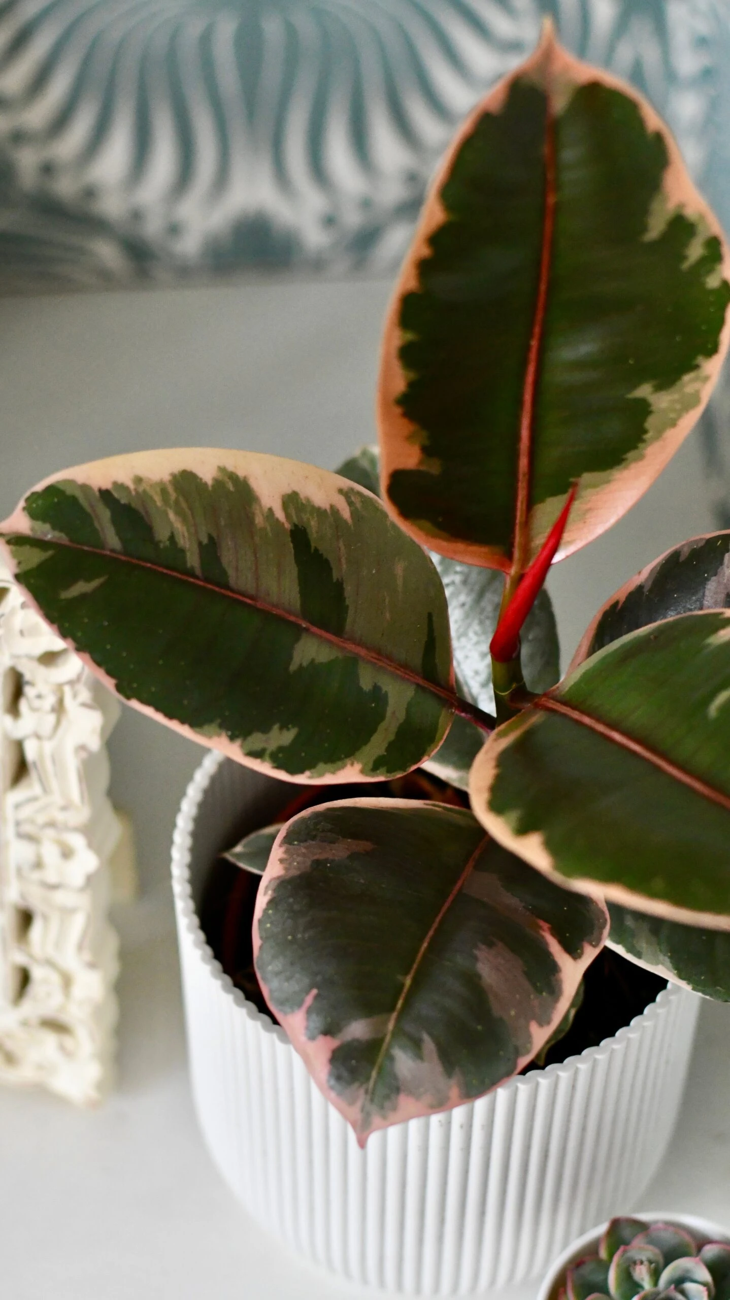 Ficus Elastica 'Belize' & Pot - Image 4