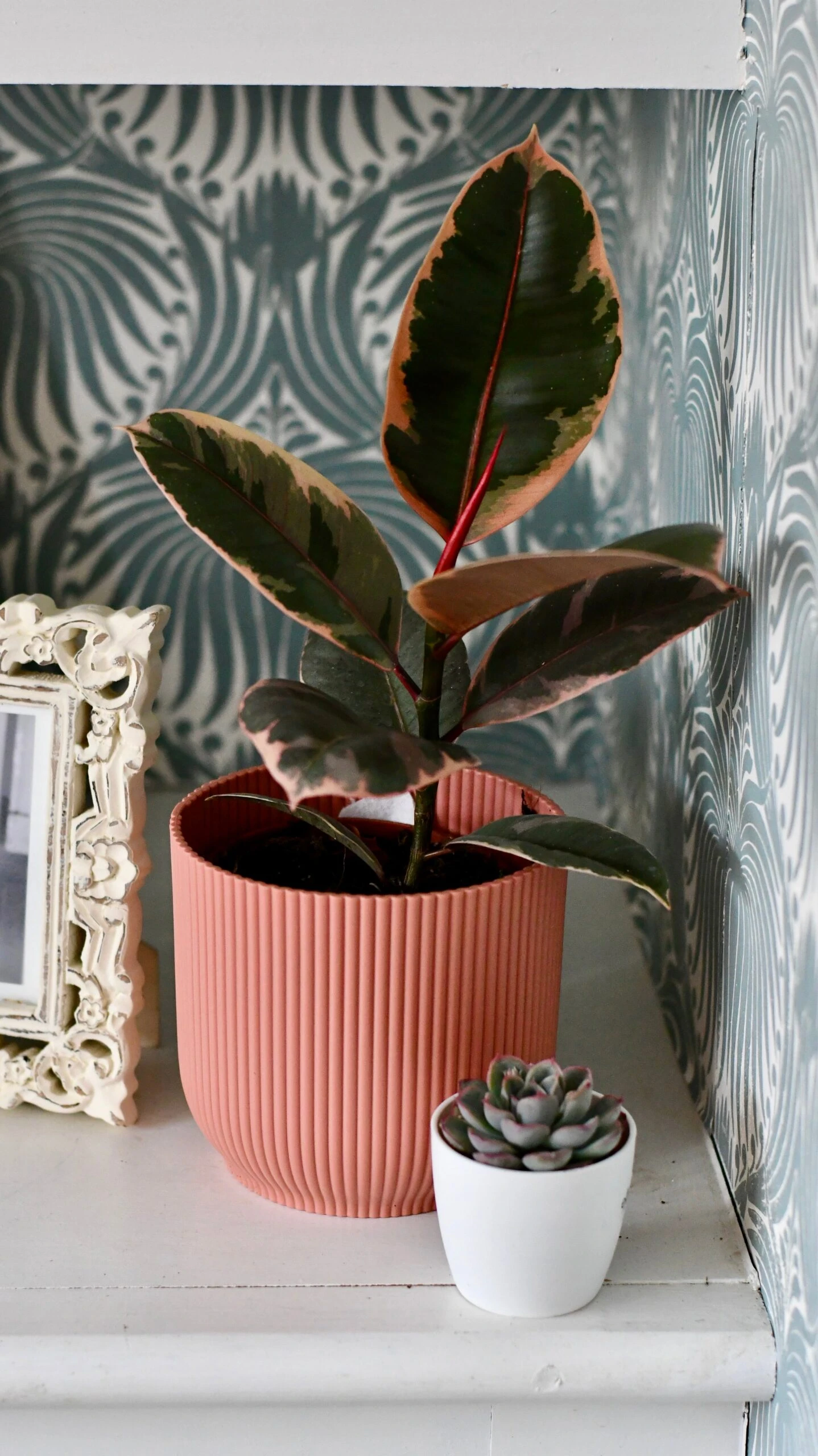 Ficus Elastica 'Belize' & Pot - Image 9