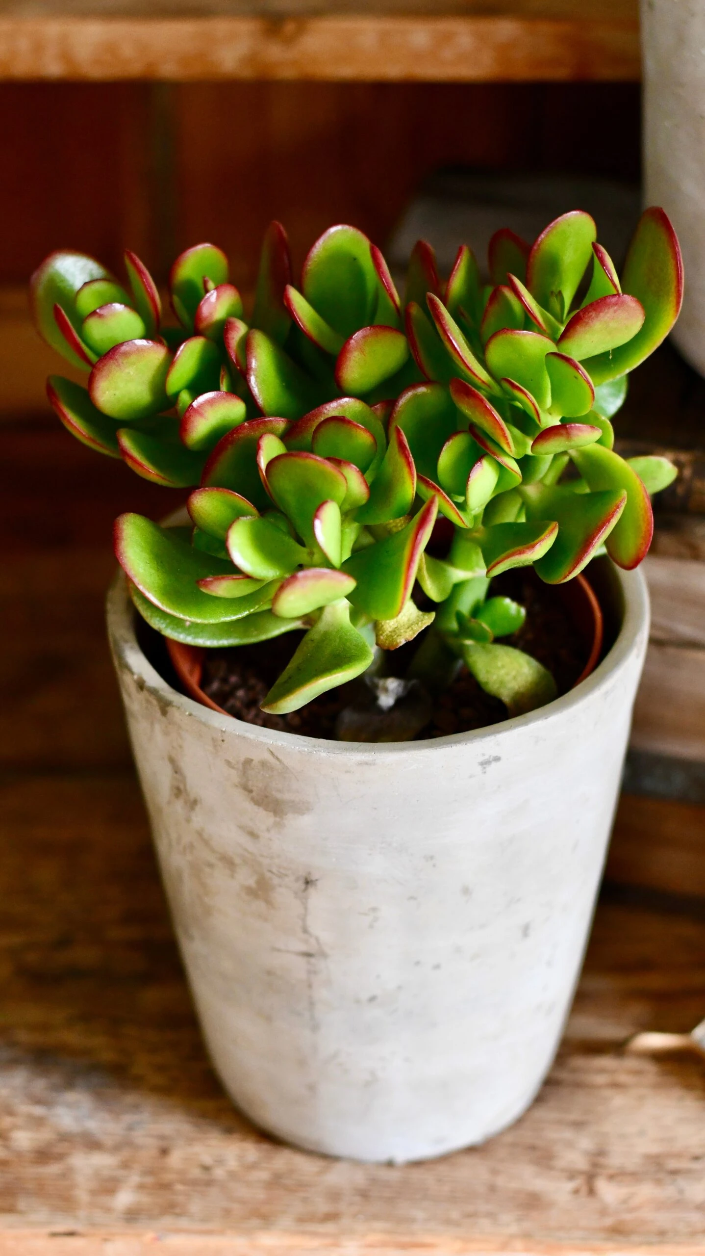 Small Crassula Ovata Sunset | Variegated Jade Plant - Image 3
