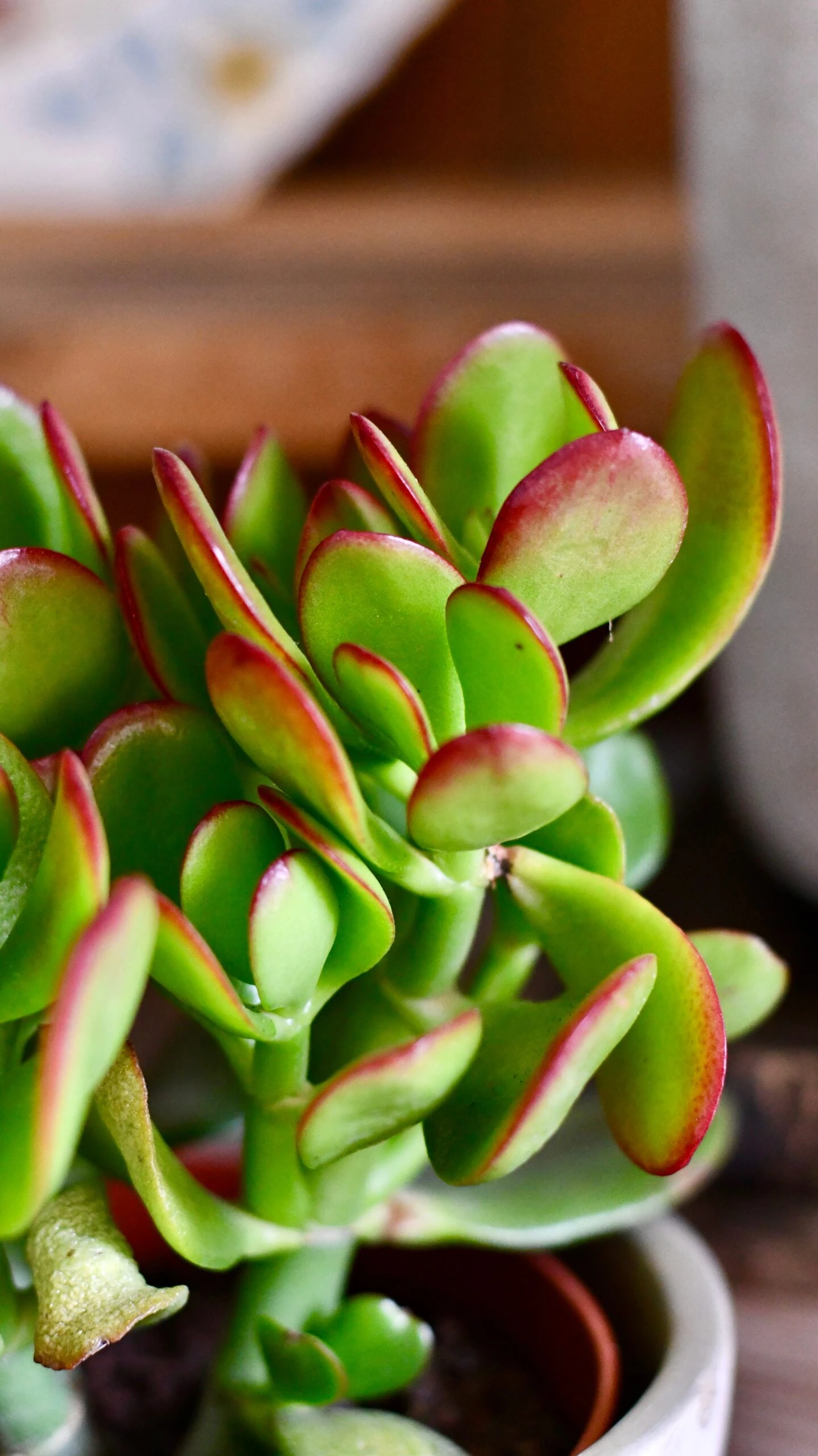 Small Crassula Ovata Sunset | Variegated Jade Plant - Image 2