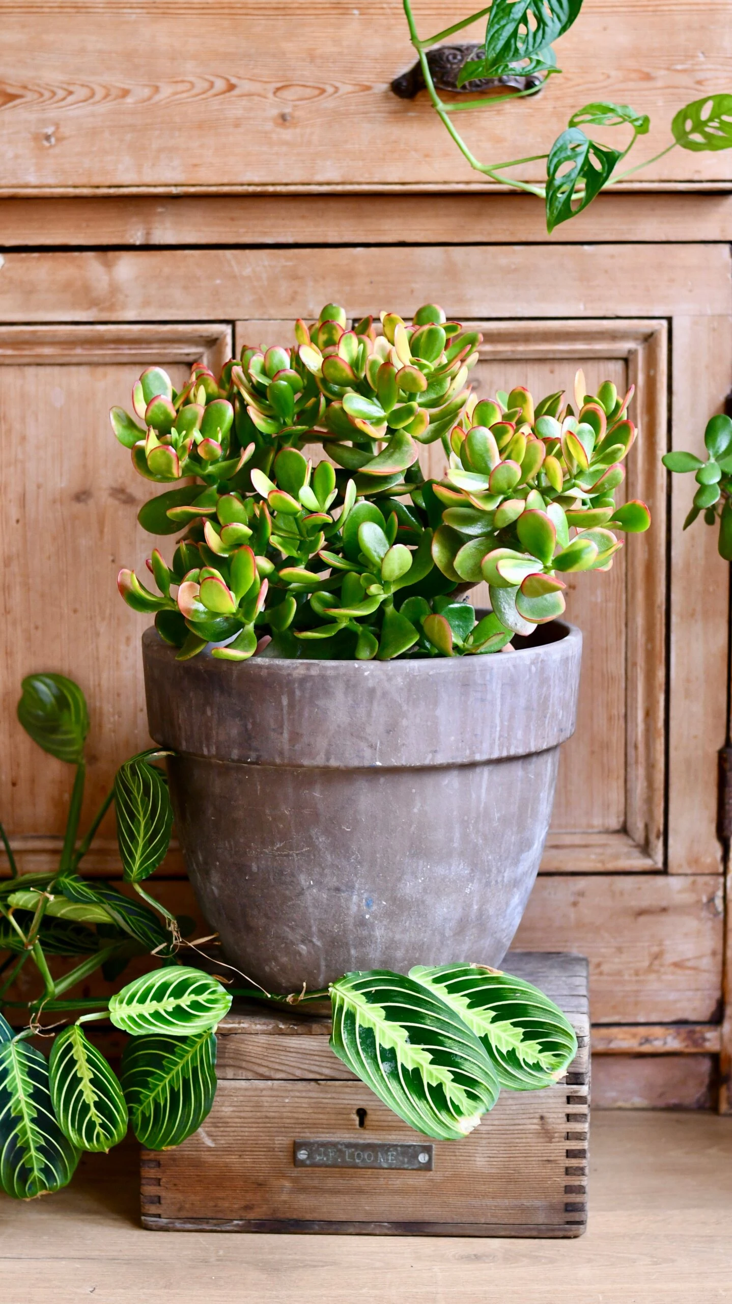 Large Crassula Ovata Sunset | Variegated Jade Plant