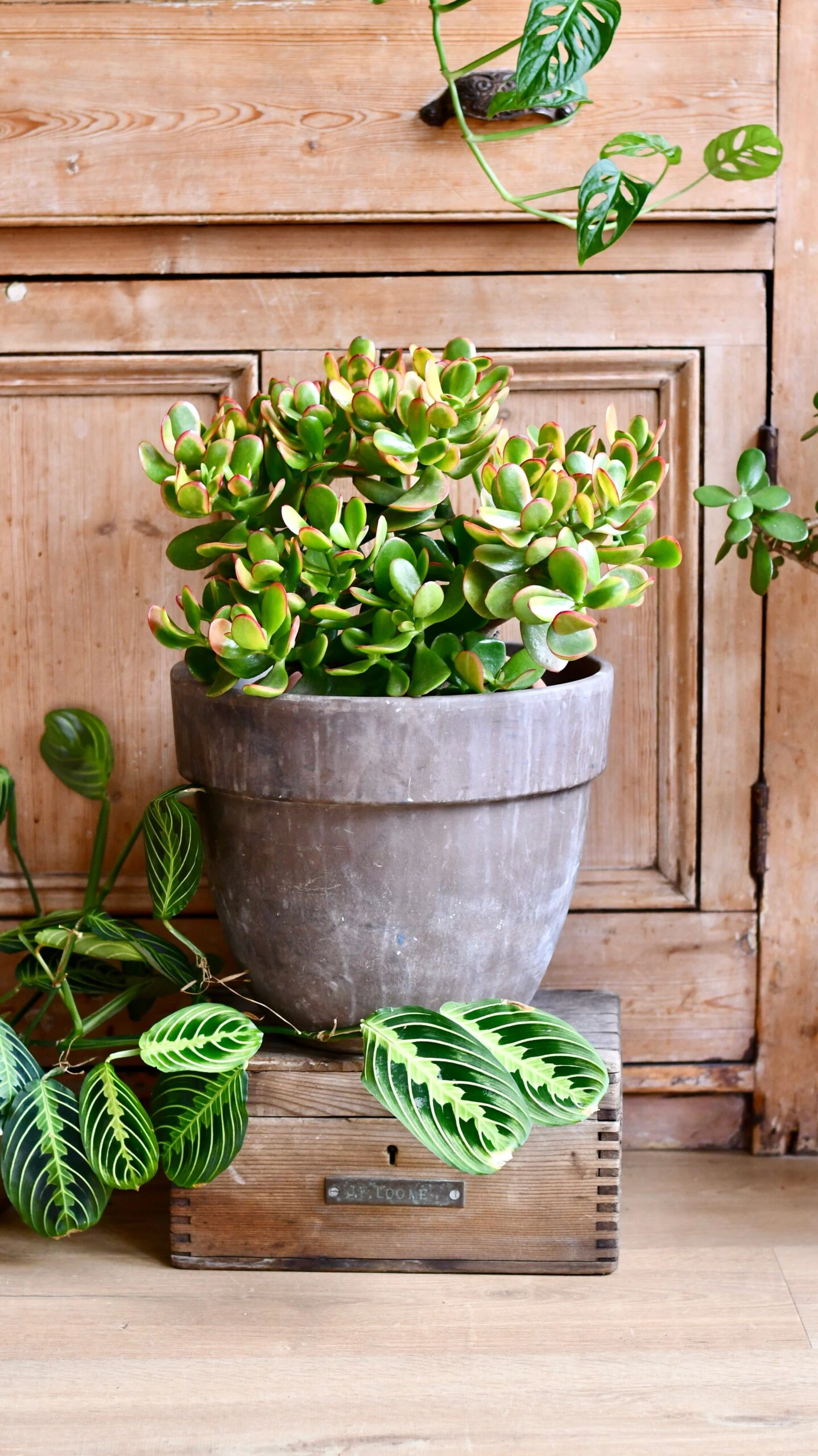 Large Crassula Ovata Sunset | Variegated Jade Plant - Image 4