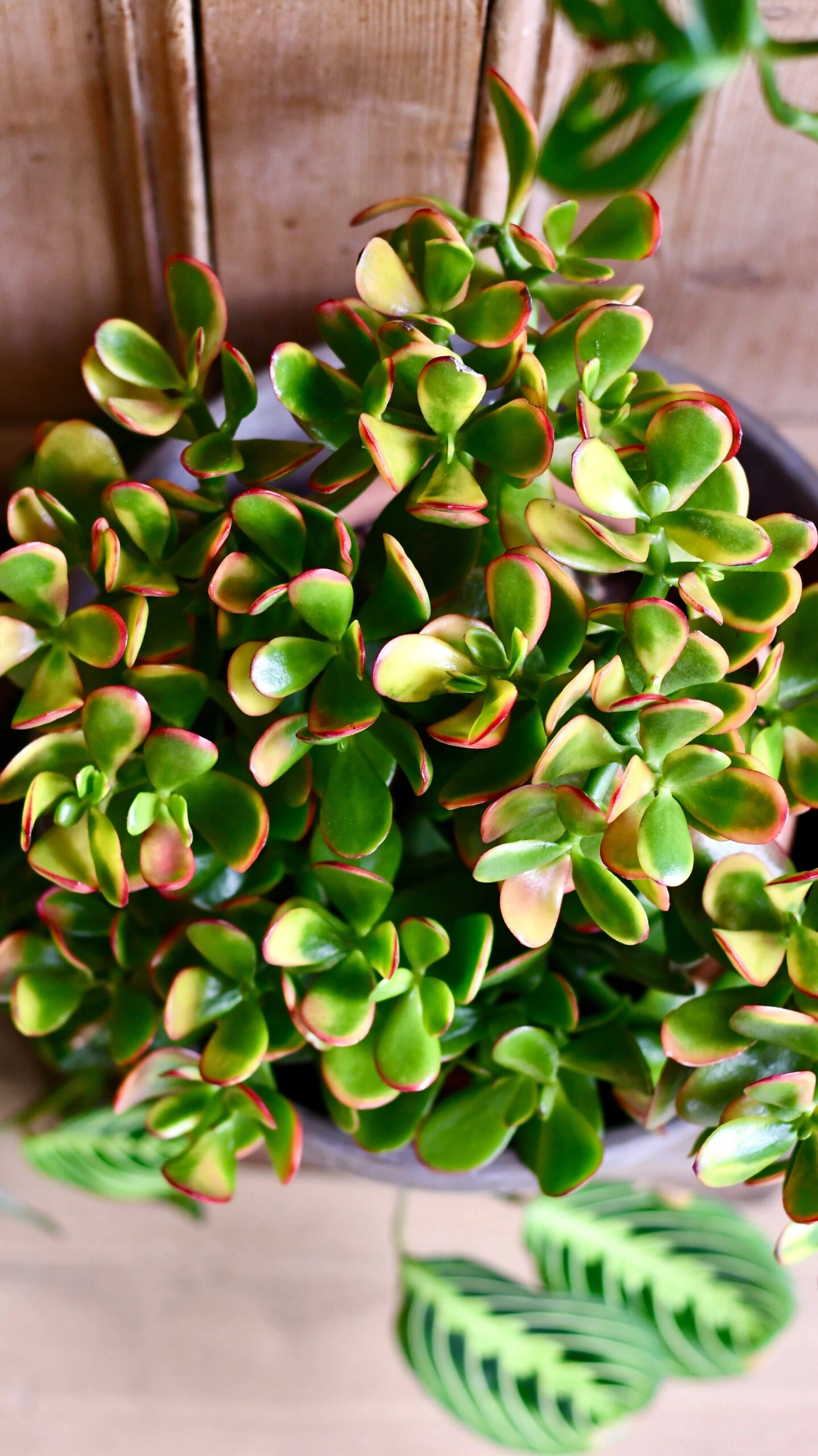 Large Crassula Ovata Sunset | Variegated Jade Plant - Image 2