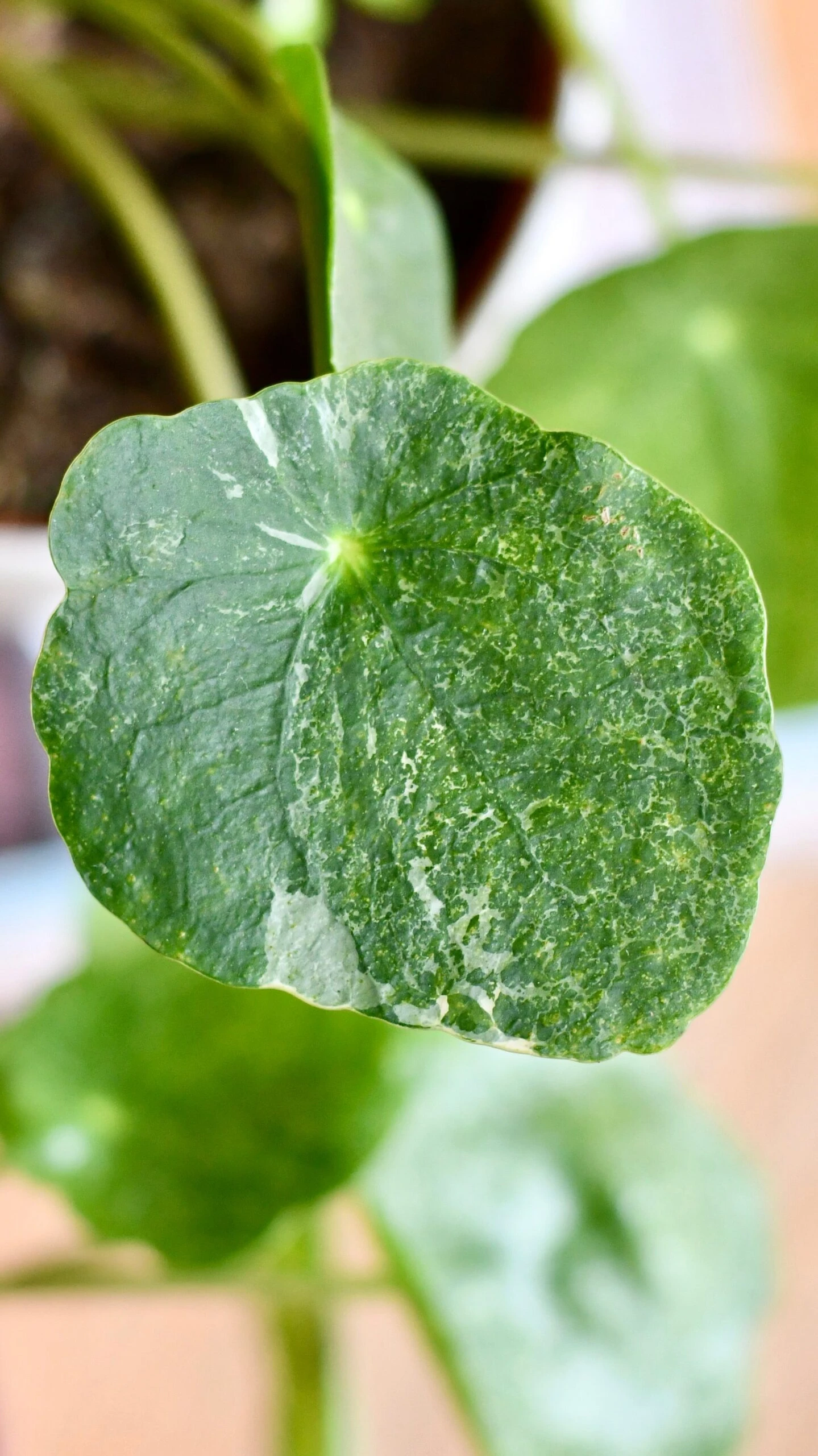 Pilea Peperomioides 'Sugar' - Image 2