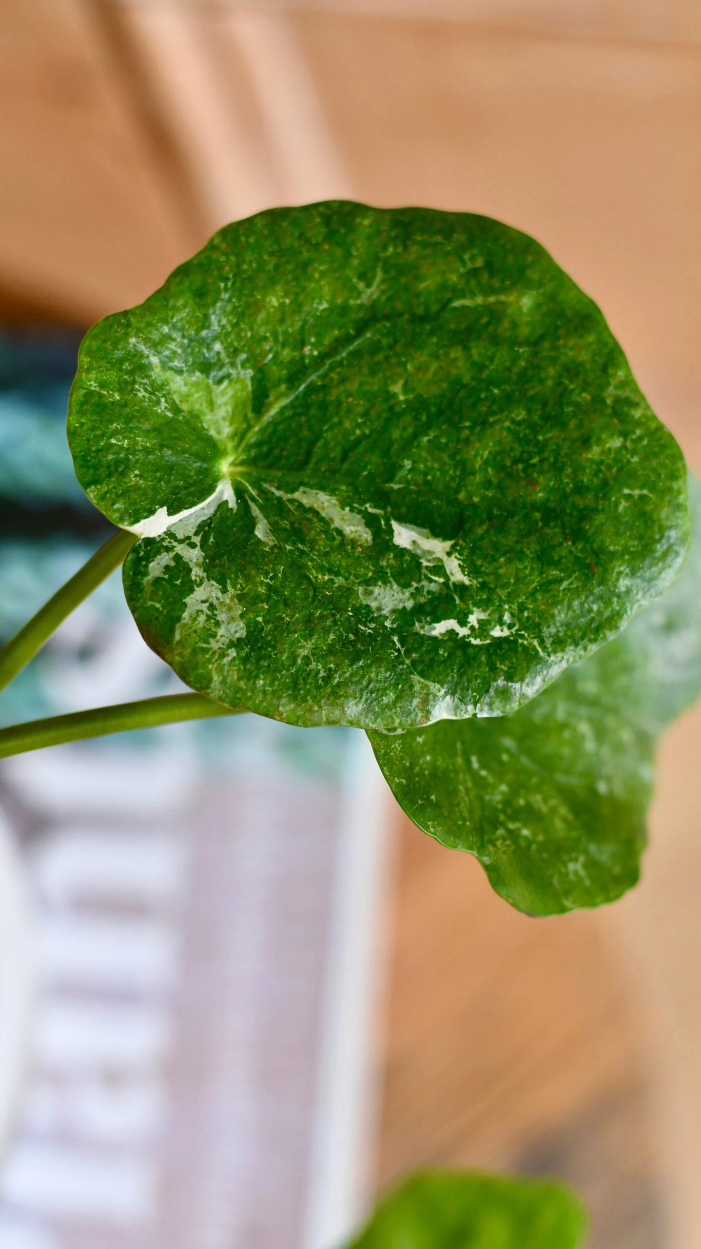 Pilea Peperomioides 'Sugar' - Image 11