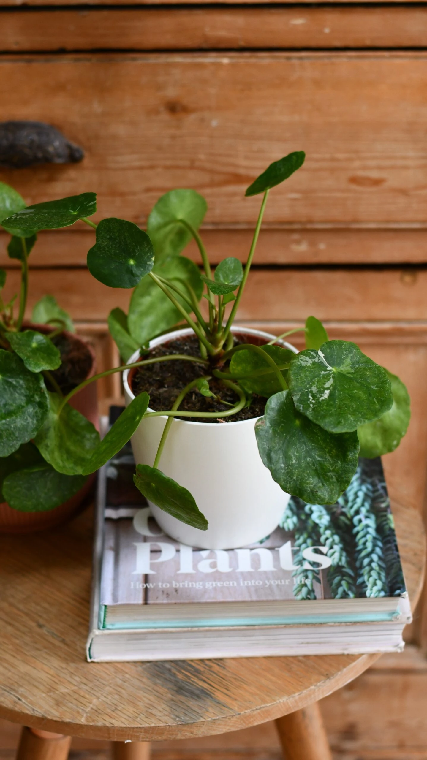Pilea Peperomioides 'Sugar' - Image 9