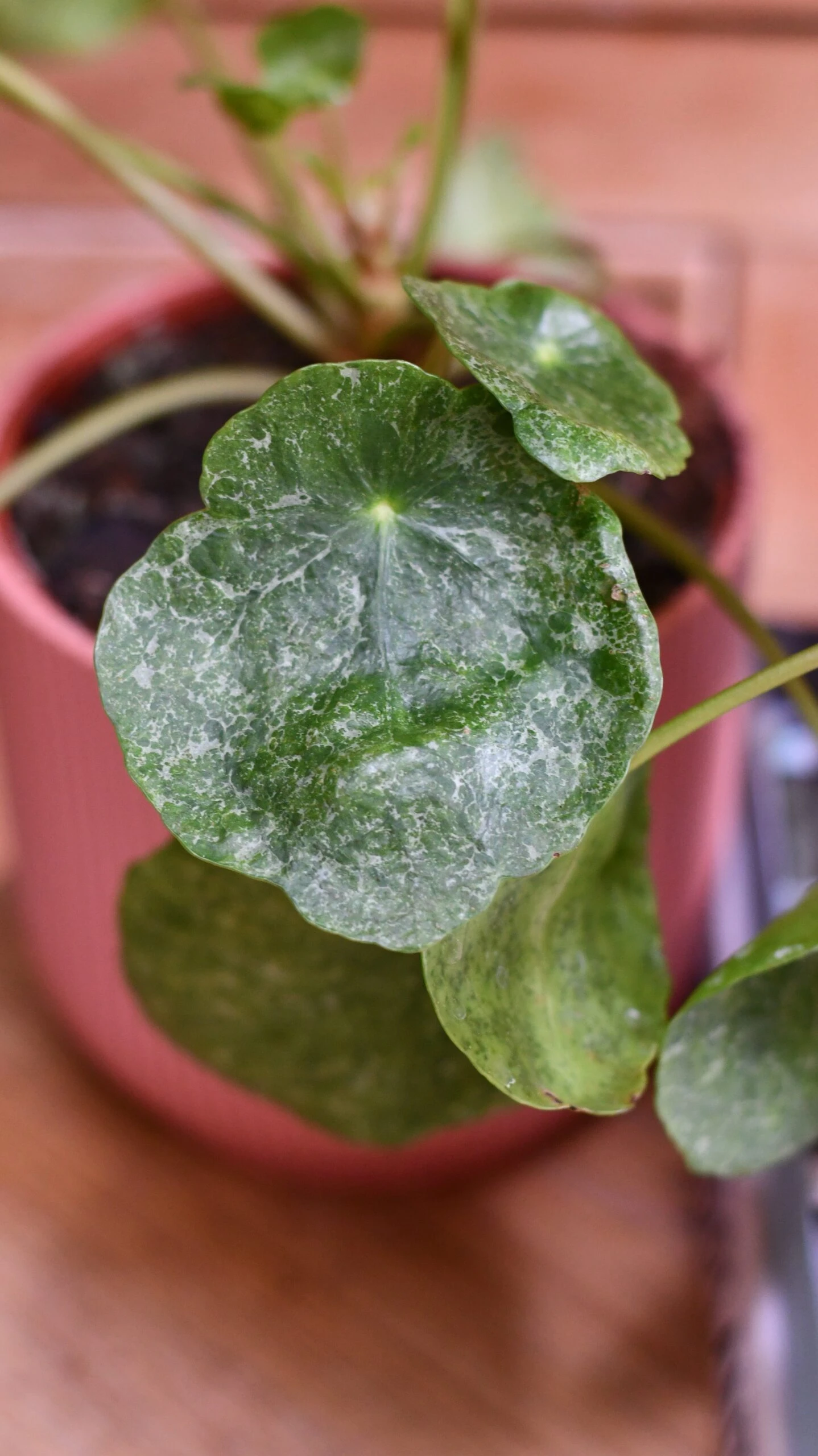 Pilea Peperomioides 'Sugar' - Image 8